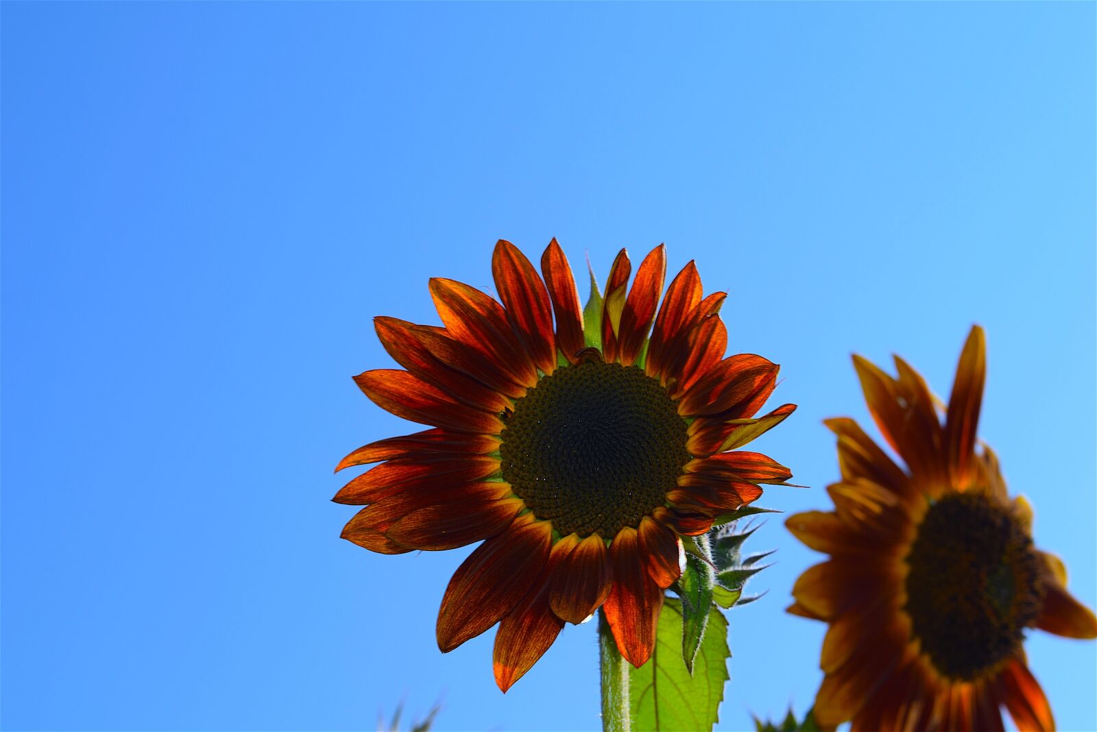 Nikon D3300 sample photo. Sunflower, red, nature photography