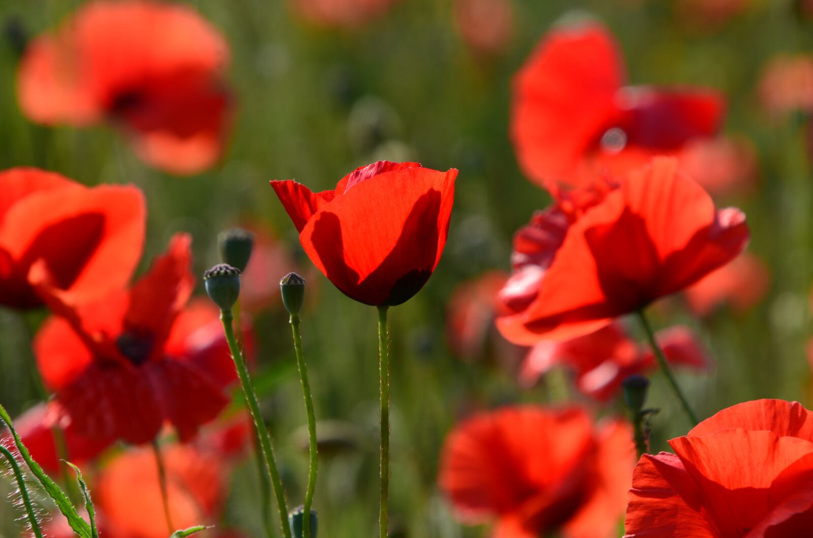 Nikon D7000 sample photo. Poppy, flower, red photography