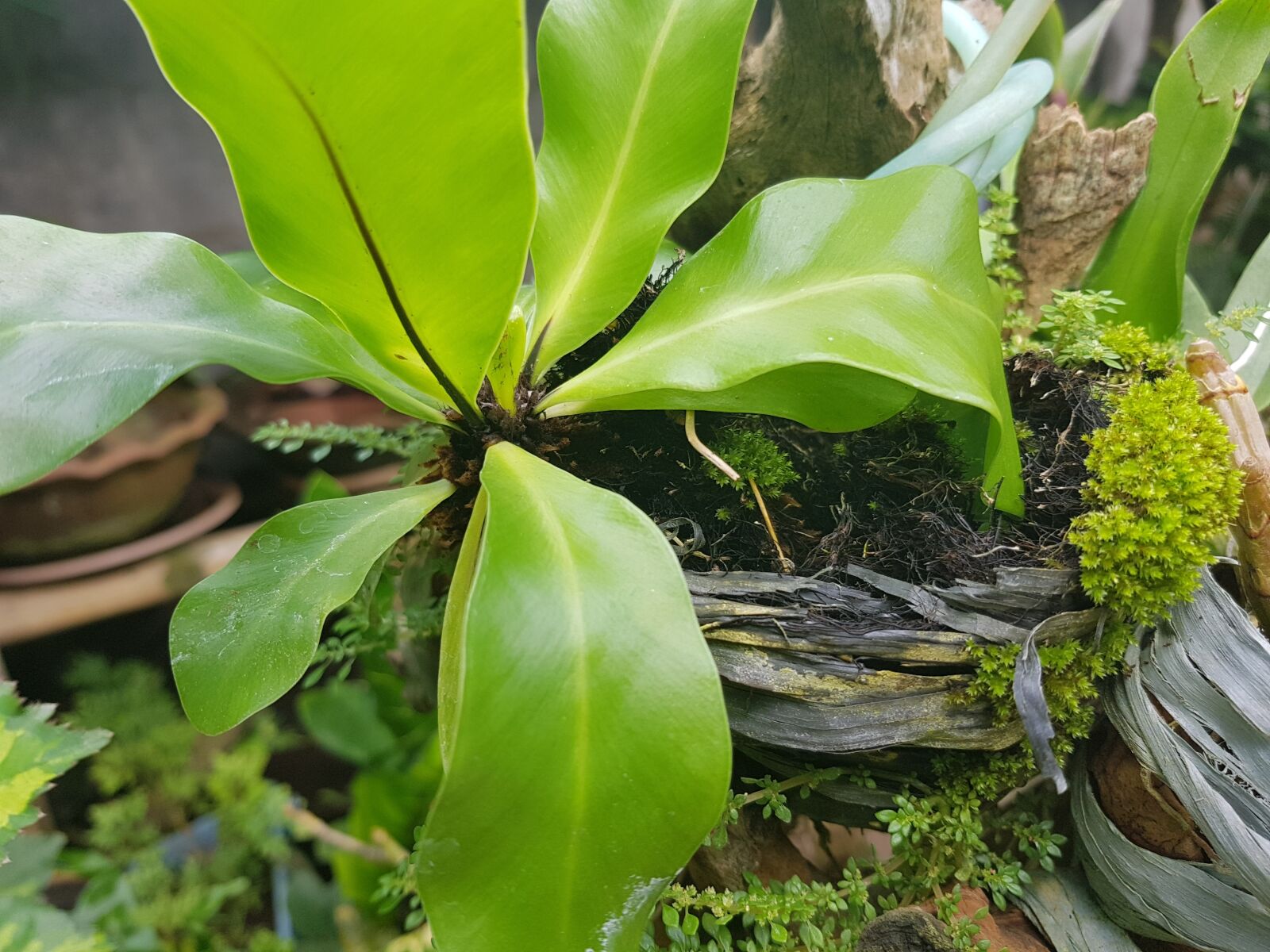 Samsung Galaxy S8 sample photo. Plant, green, nature photography