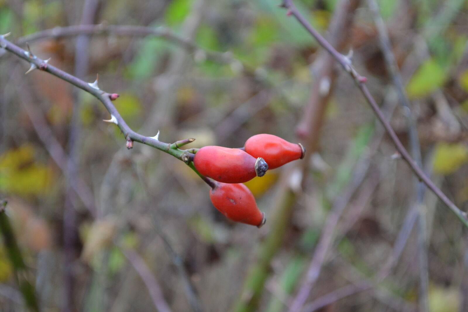 Nikon D3100 sample photo. Handmade, mevrouw, s, mylifewiths photography