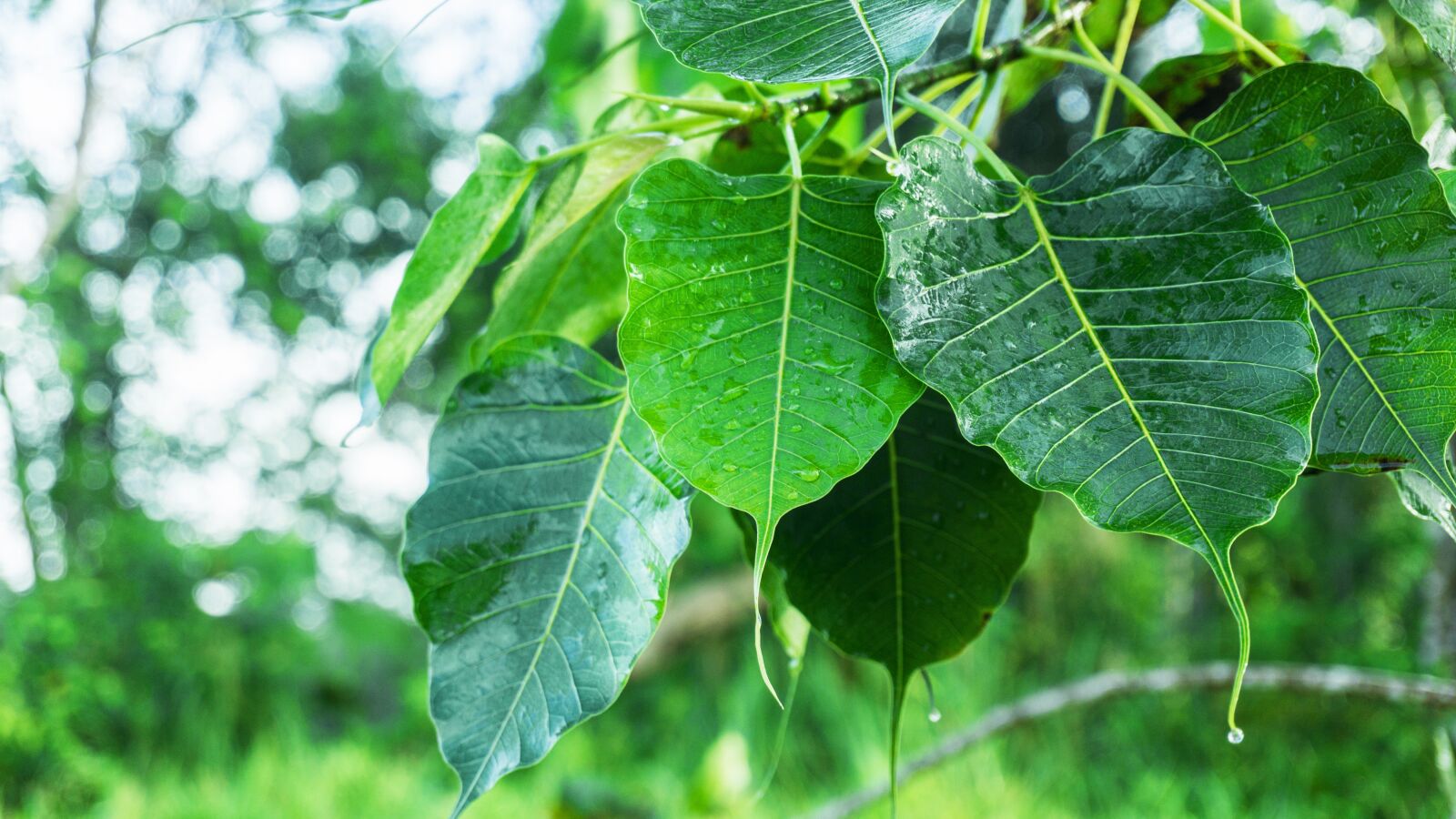 Sony a6000 sample photo. Bodhi leaves, dewdrop on photography