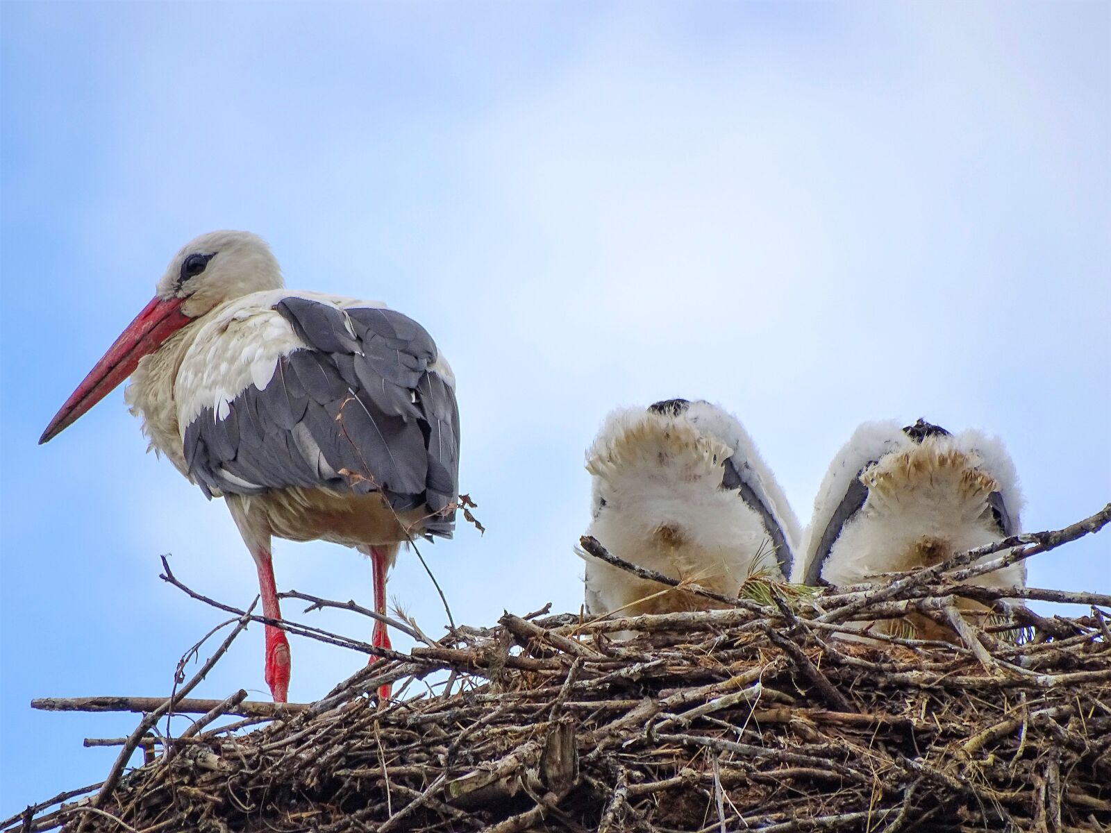 Sony Cyber-shot DSC-HX400V sample photo. Stork, nest, young photography