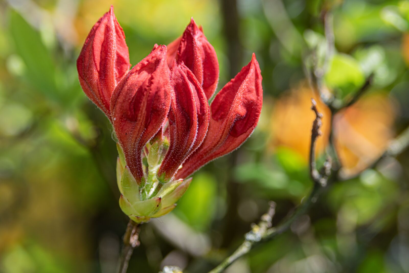 Nikon D3300 sample photo. Flowers, nature, macro detail photography
