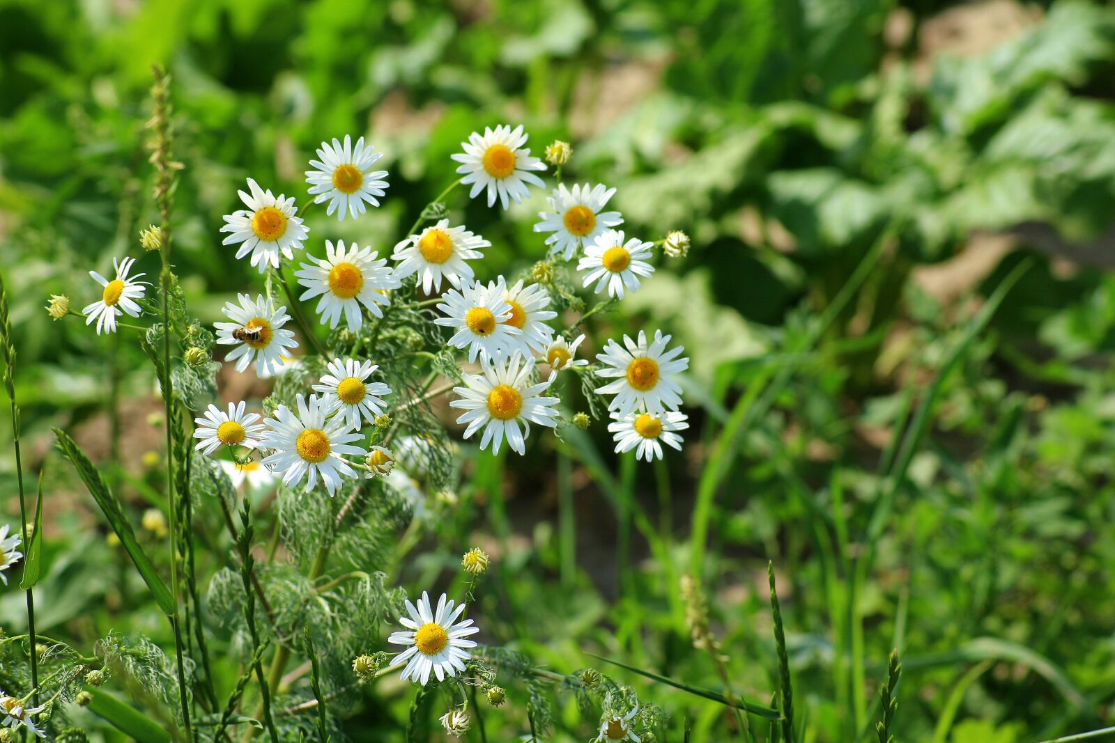 Canon EOS 1200D (EOS Rebel T5 / EOS Kiss X70 / EOS Hi) sample photo. Chamomile, herb, wildflowers photography