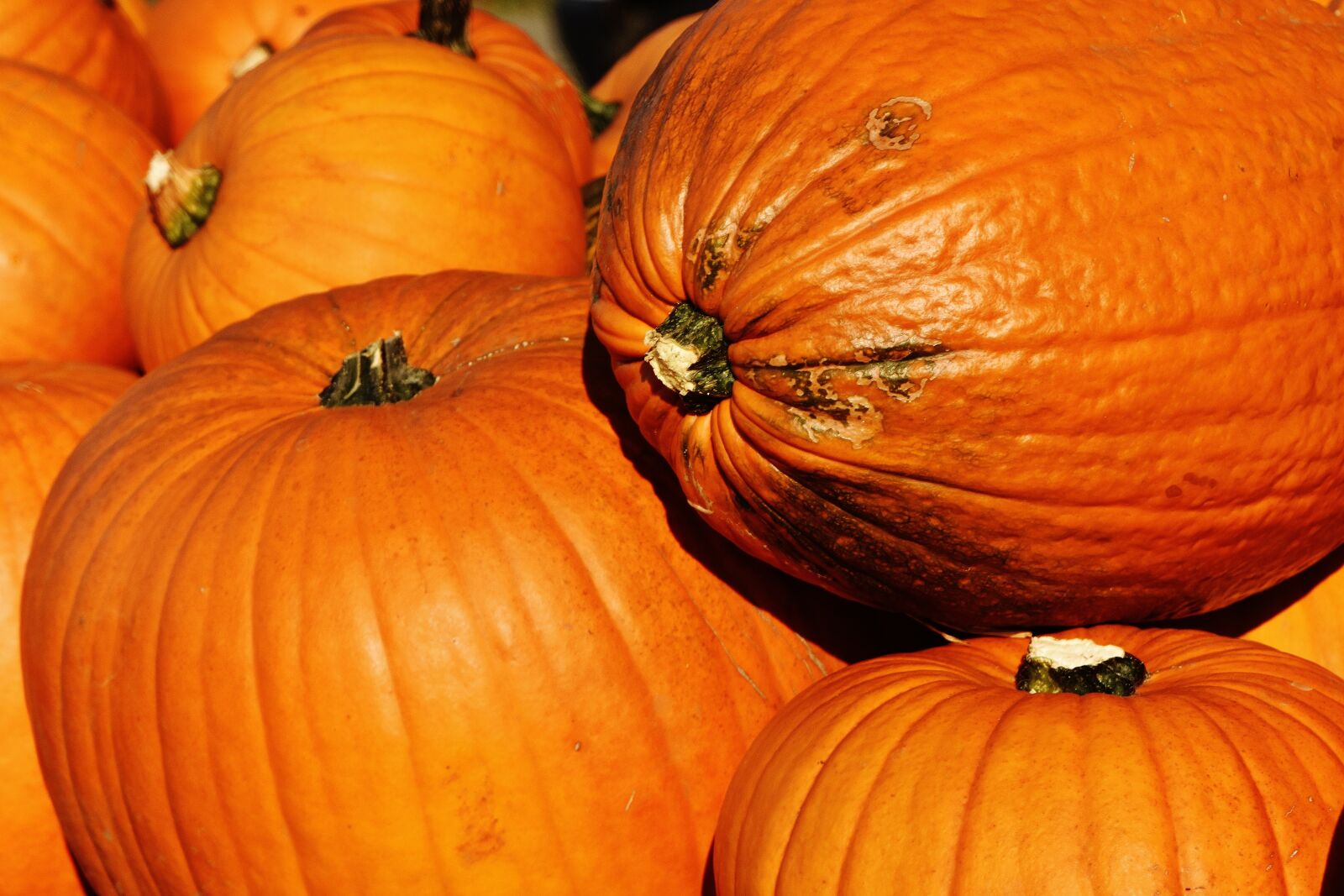 Nikon D7200 sample photo. Pumpkins, autumn, autumn decoration photography