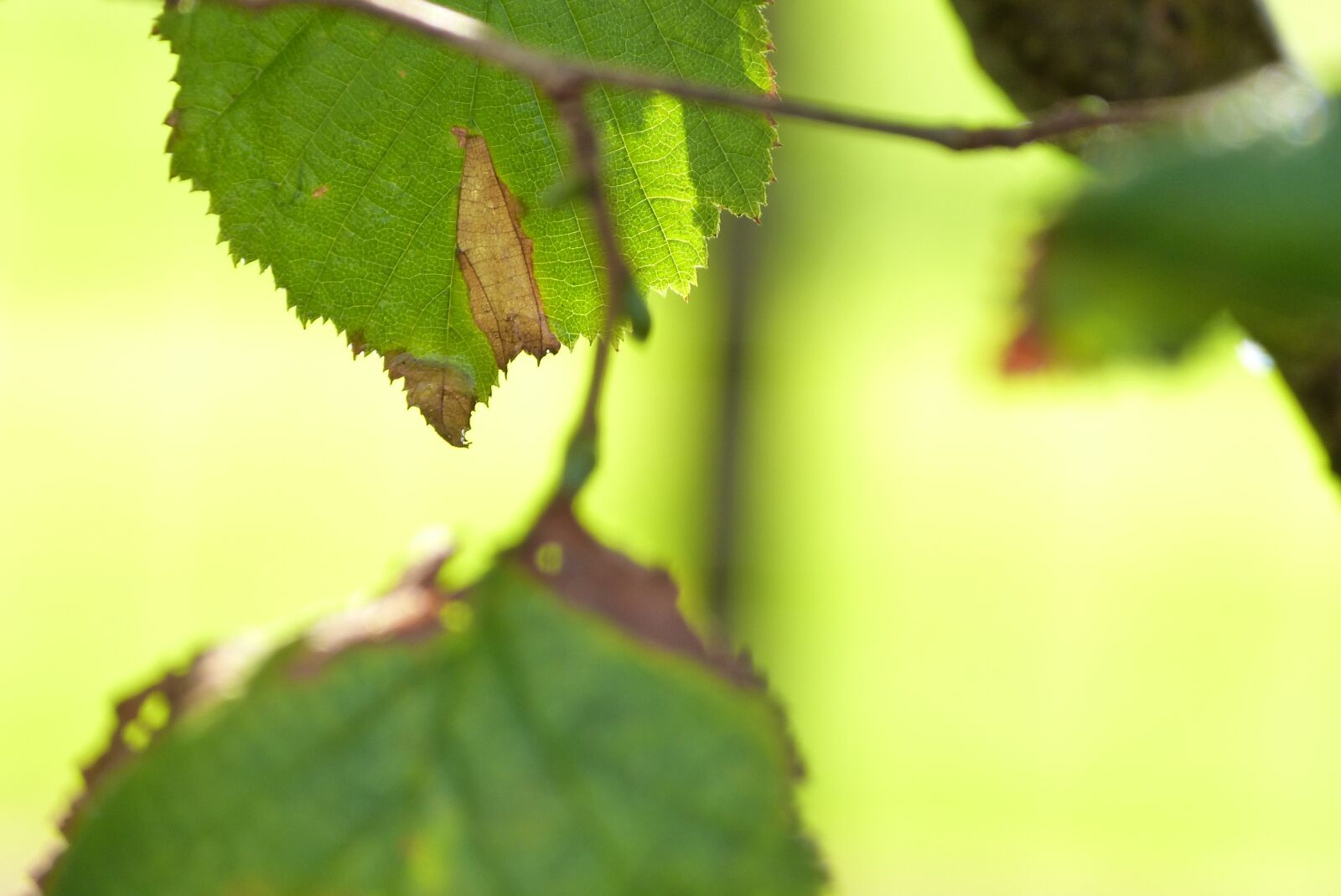 Panasonic Lumix DMC-FZ150 sample photo. Nature, leaves, green photography