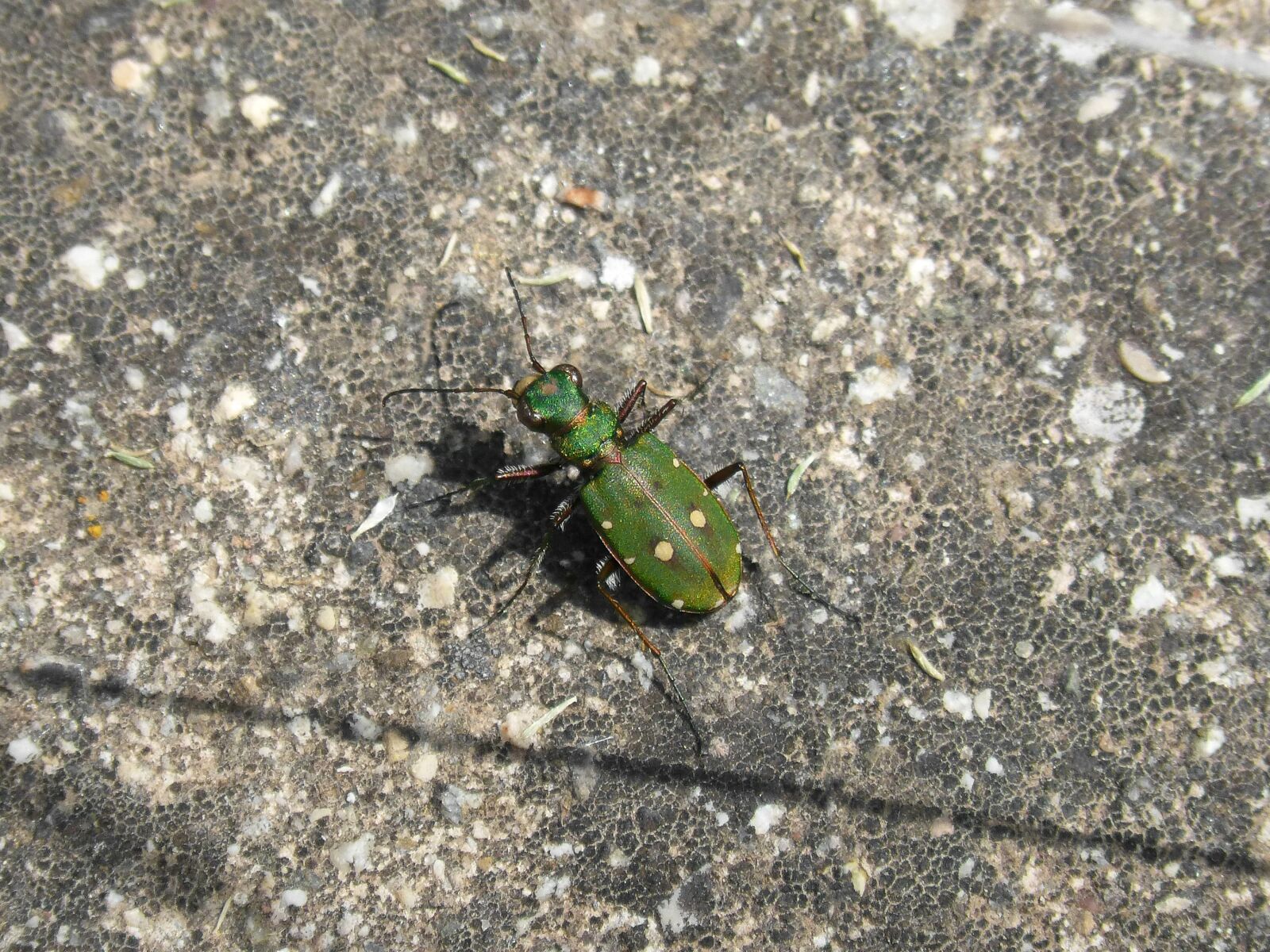 Panasonic DMC-FZ62 sample photo. Cicidella, cicidella campestris, insect photography