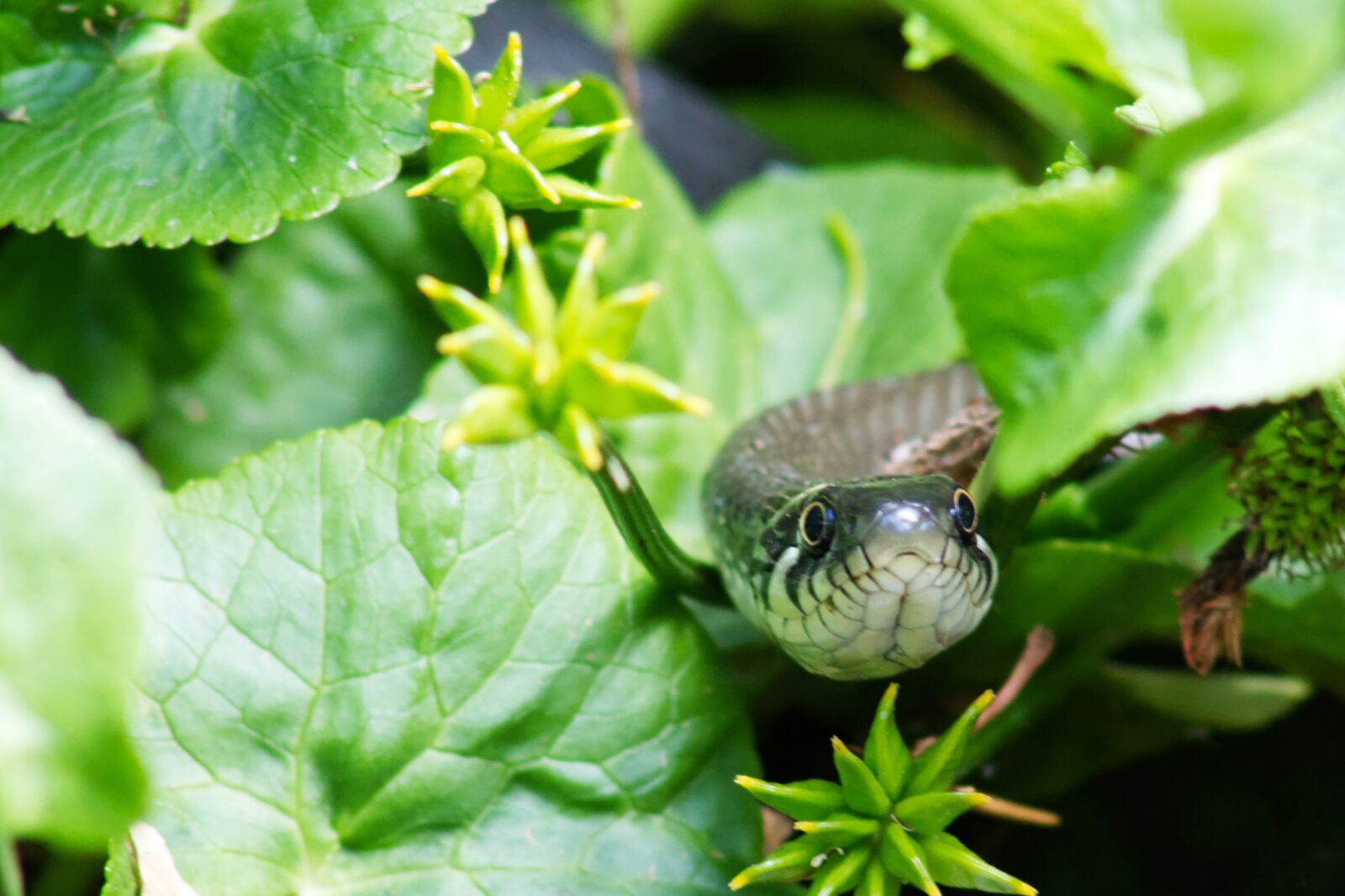 Canon EF75-300mm f/4-5.6 sample photo. Ring snake, natrix, green photography