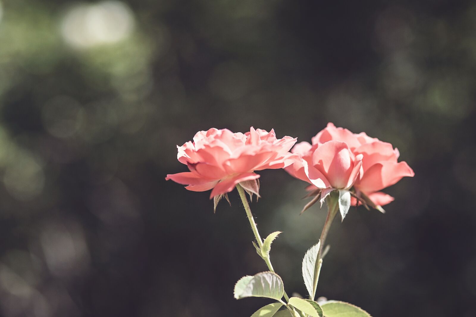Nikon D750 sample photo. Peach, roses, rose bud photography