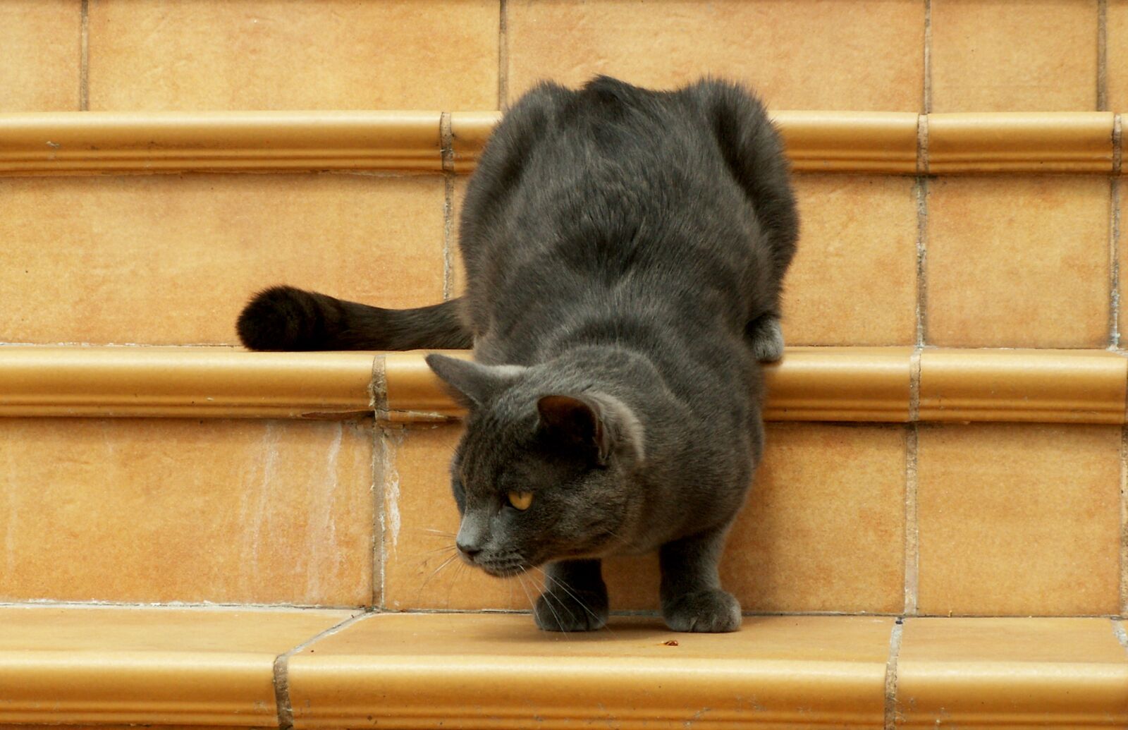 KONICA MINOLTA DiMAGE Z5 sample photo. Cat, animals, pets photography