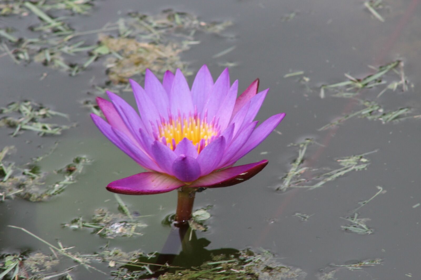 Canon EOS 1300D (EOS Rebel T6 / EOS Kiss X80) sample photo. Flower, landscape, nature photography