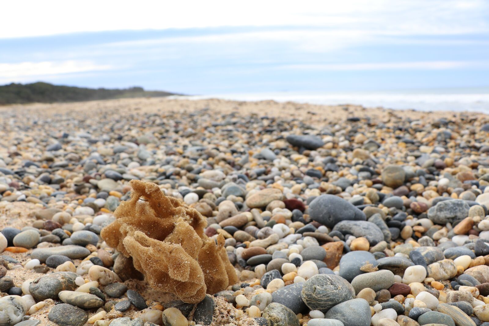 Canon EOS 80D sample photo. Shell, seashell, sea photography