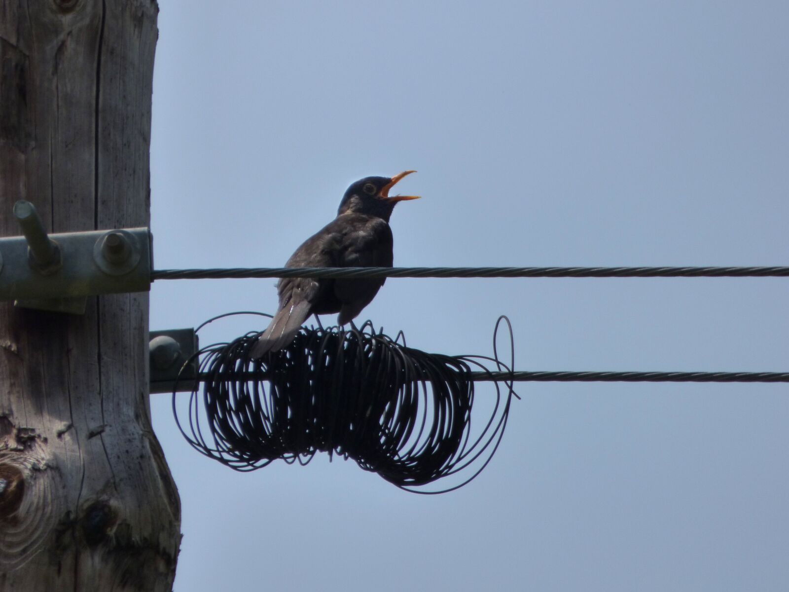 Panasonic Lumix DMC-FZ70 sample photo. Blackbird, merla, cables photography