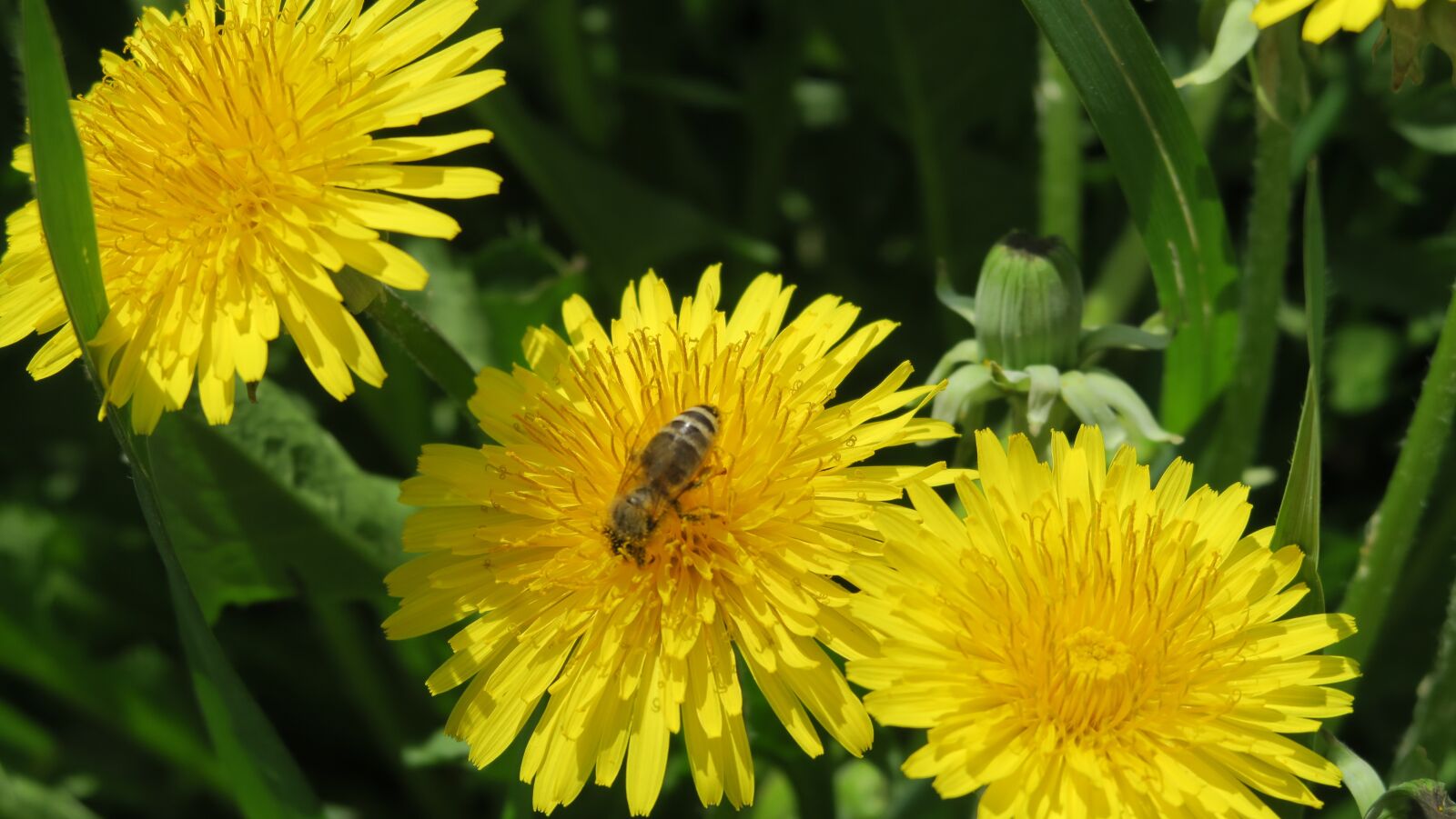 Canon PowerShot G5 X sample photo. Bee, opileni, dandelions photography