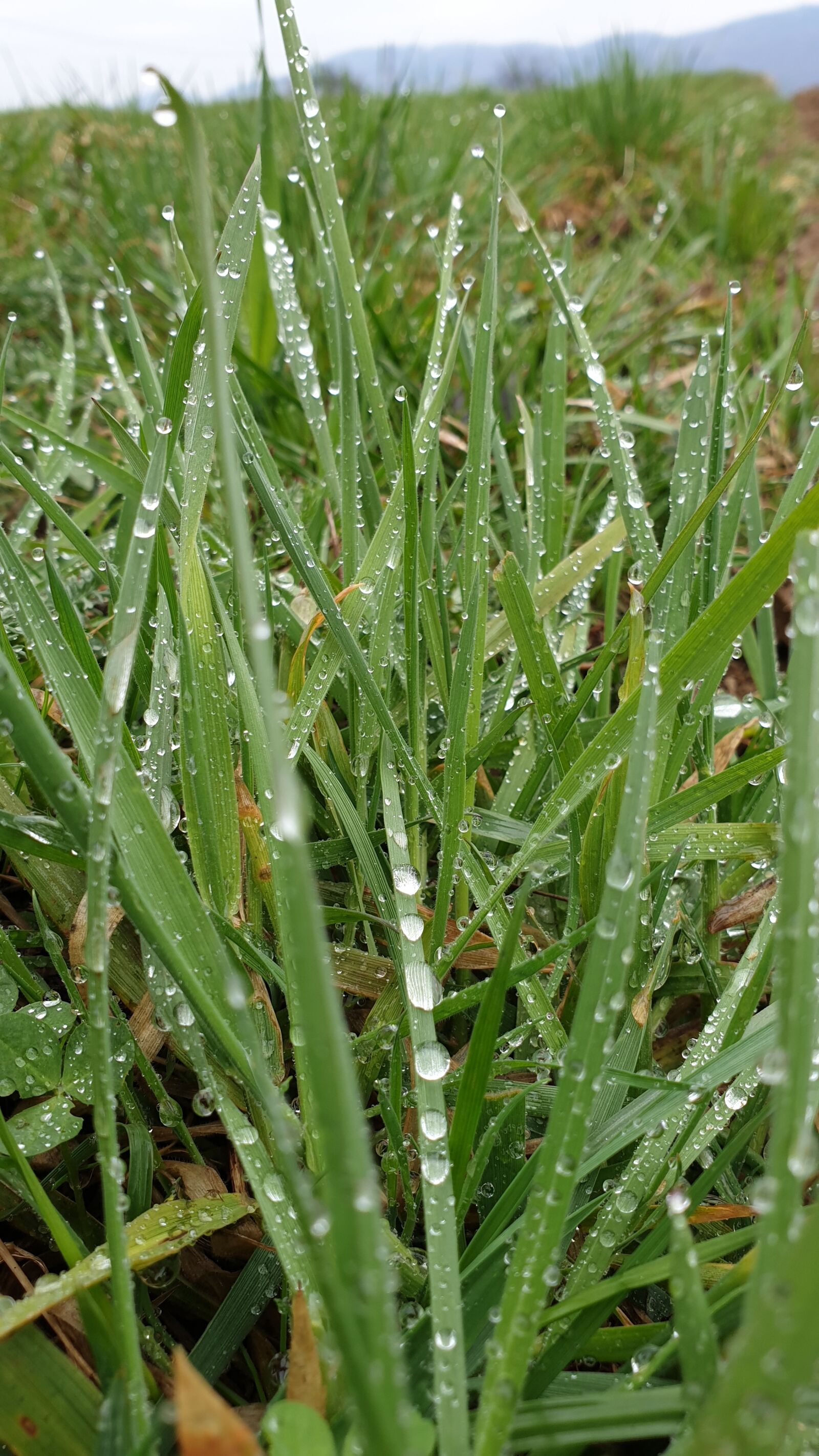 Samsung Galaxy Note9 sample photo. Grass, drops of rain photography