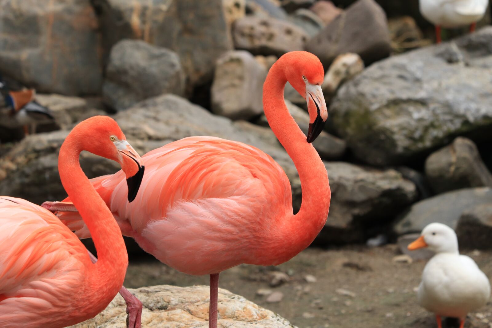 Canon EF 70-300 F4-5.6 IS II USM sample photo. Flamingo, bird, pink photography