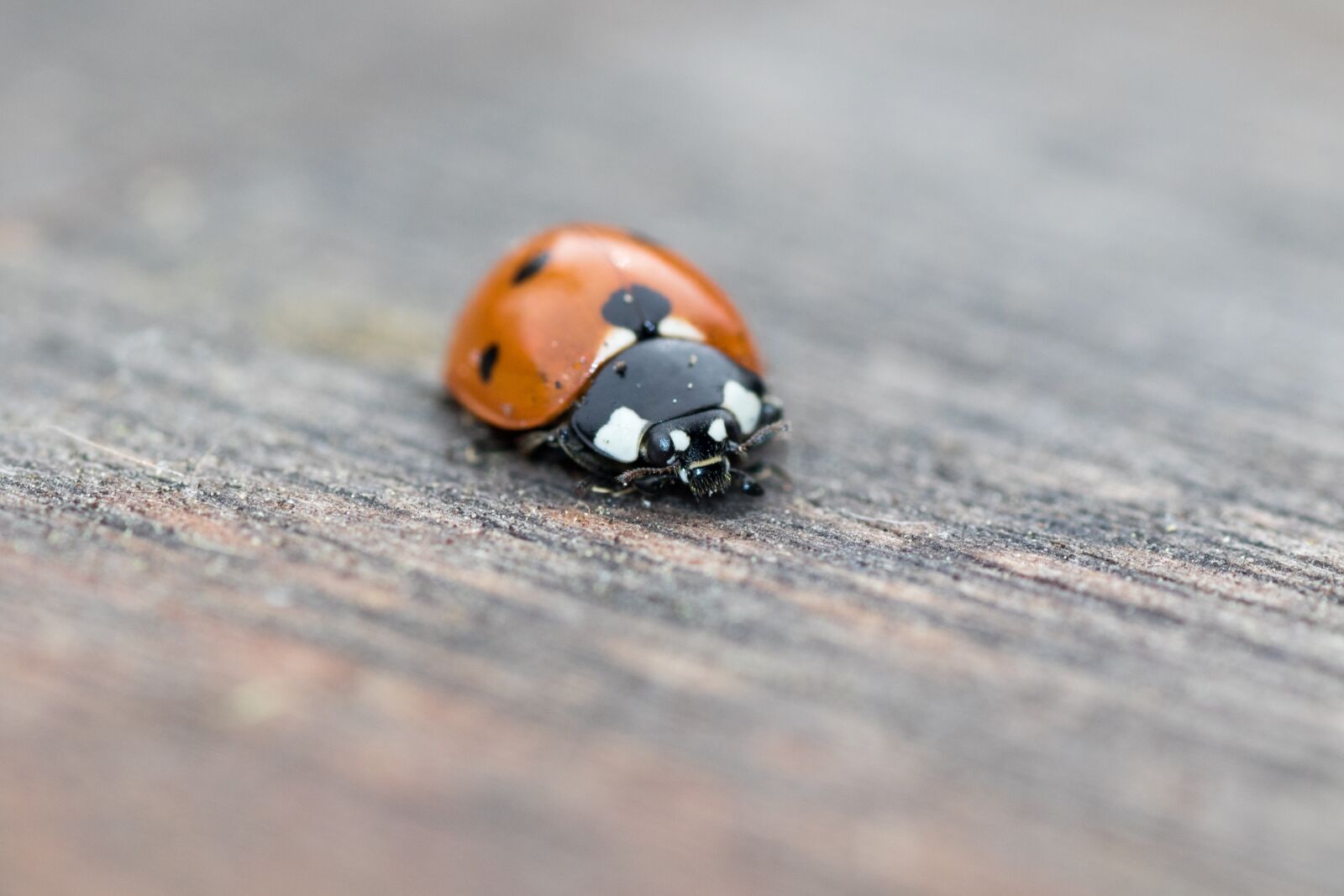 Canon EOS 7D Mark II sample photo. Ladybug, siebenpunkt, red photography