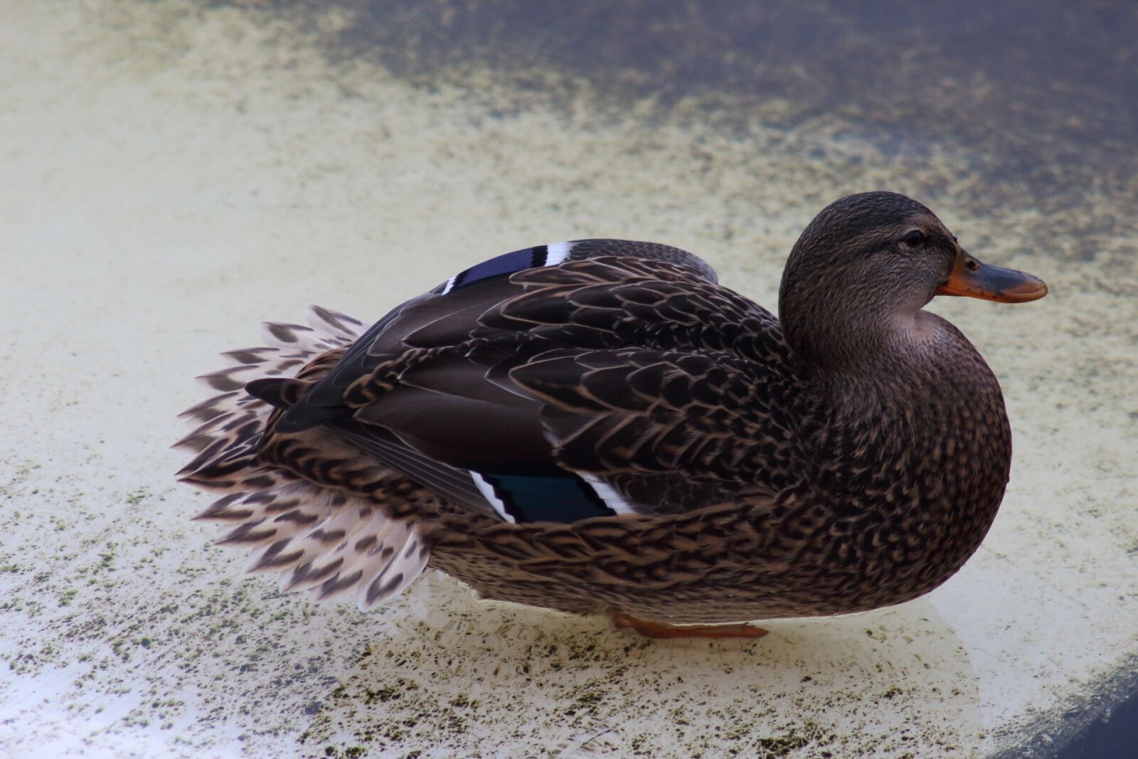 Canon EOS 1200D (EOS Rebel T5 / EOS Kiss X70 / EOS Hi) sample photo. Duck, bird, living nature photography