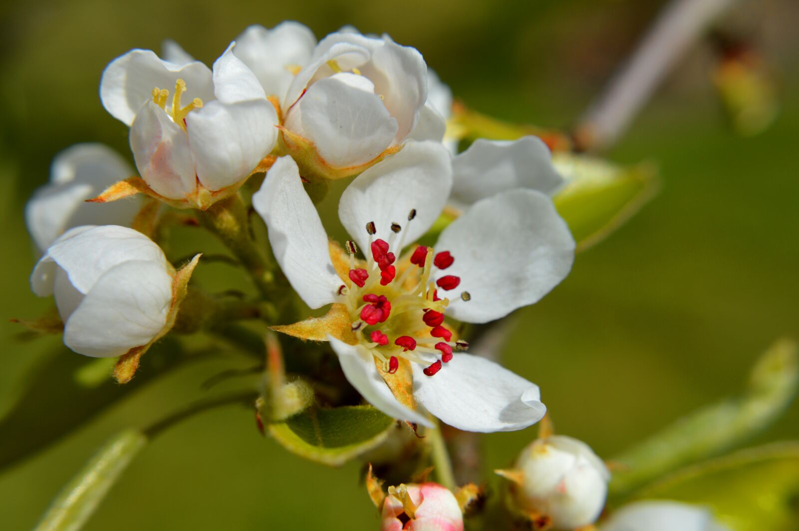 Nikon D3200 sample photo. Pear blossom, fruit tree photography