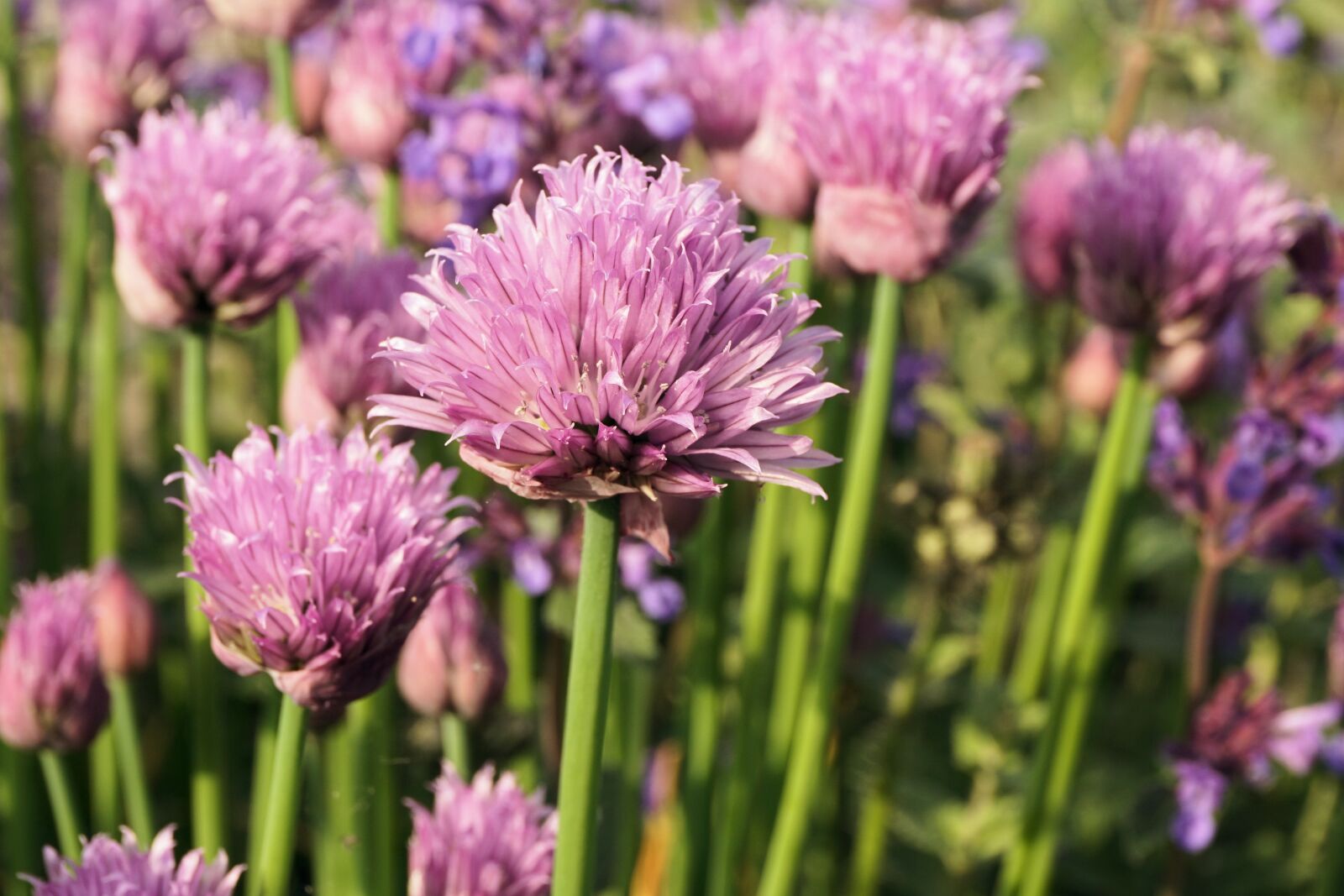 Sony a6000 sample photo. Chives, blossom, bloom photography
