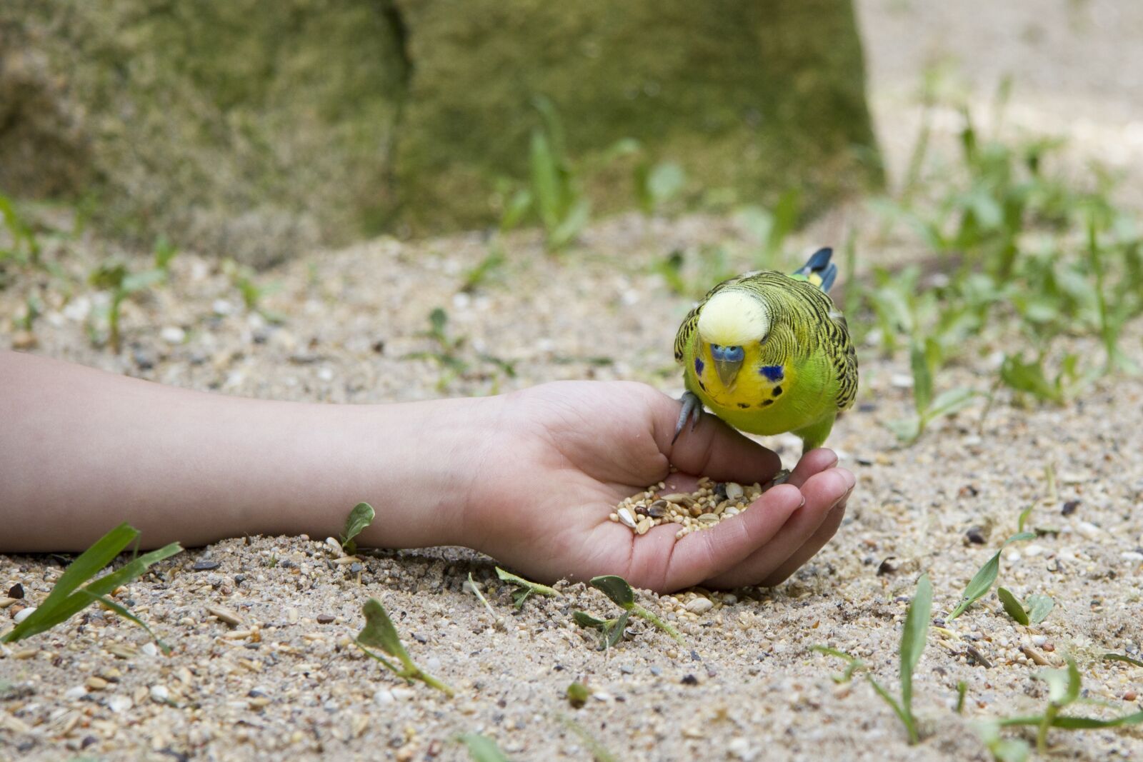 Canon EF-S 17-85mm F4-5.6 IS USM sample photo. Budgie, bird, hand photography