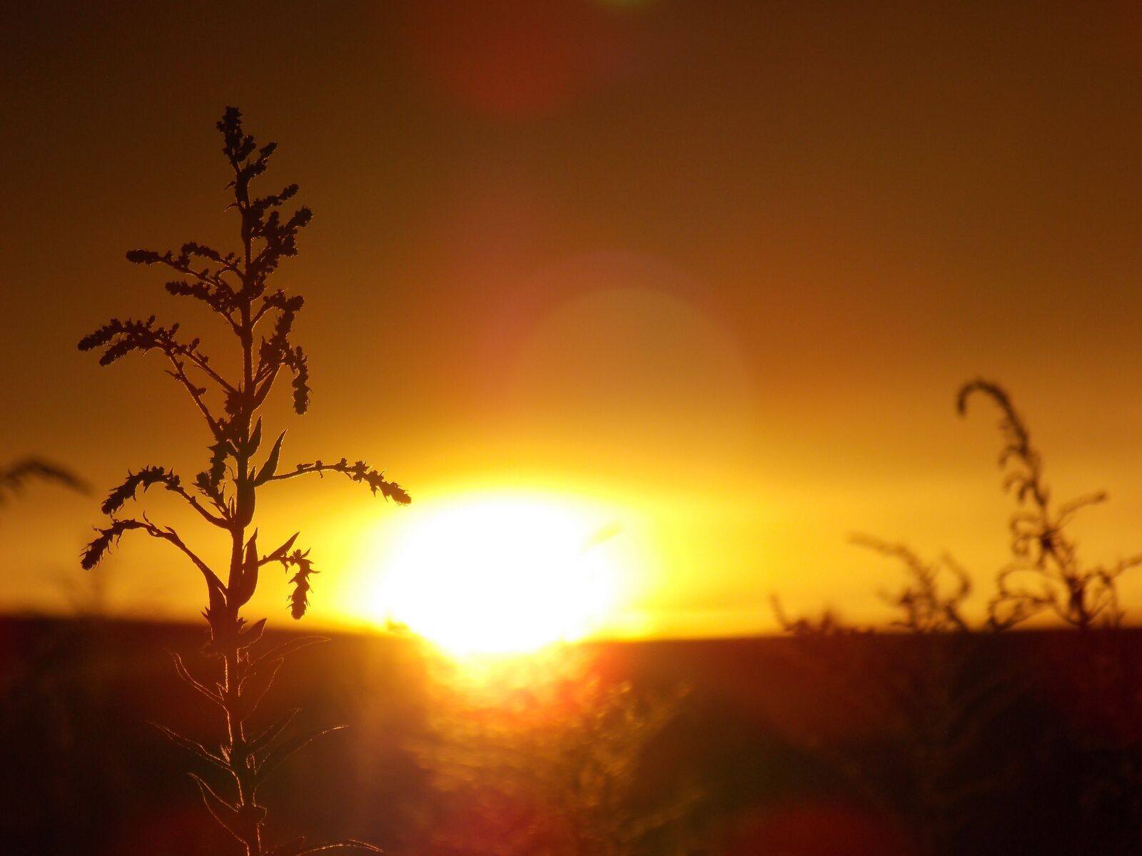 Nikon Coolpix L810 sample photo. Summer, sunset, nature photography