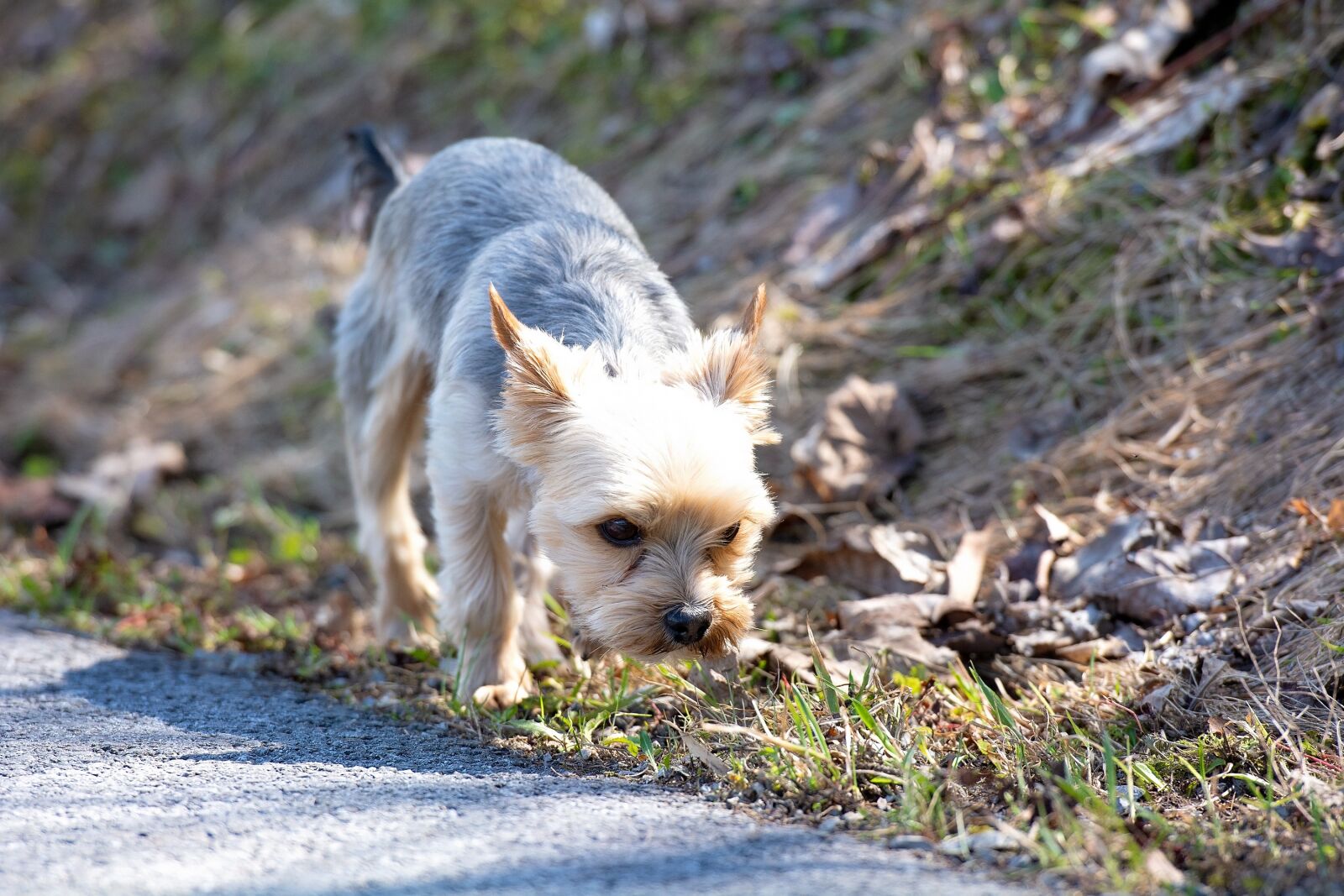 Nikon D7100 sample photo. Dog, out, explore photography