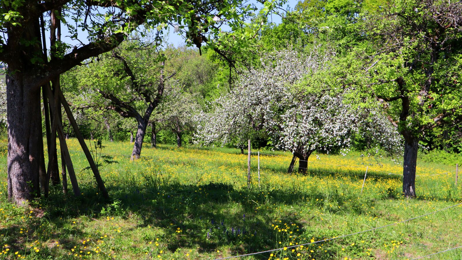 Canon EOS M50 (EOS Kiss M) sample photo. Meadow, yellow, blossom photography