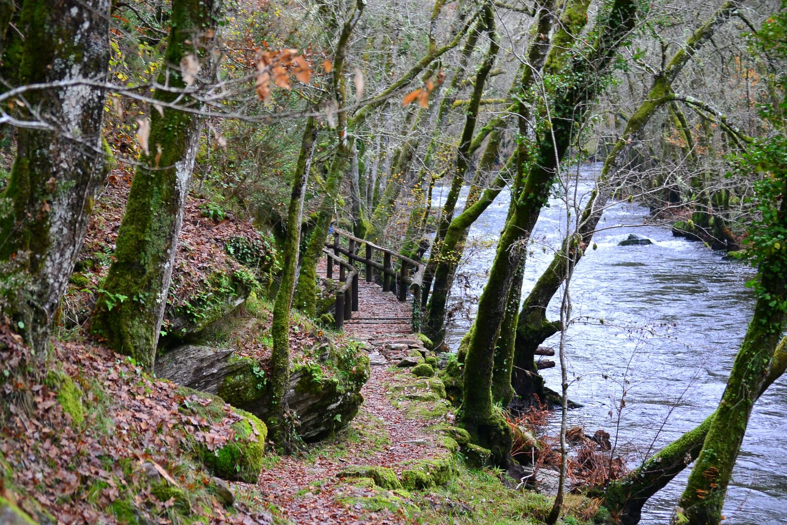 Nikon D3100 sample photo. Path, autumn, colors photography