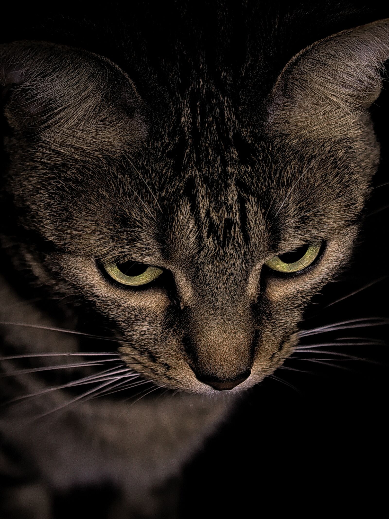 Canon EOS 1100D (EOS Rebel T3 / EOS Kiss X50) sample photo. Cat, night, night cat photography
