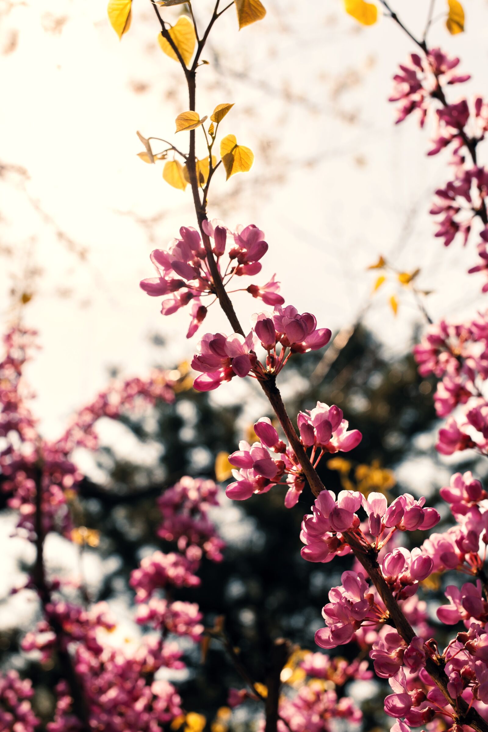 Canon EOS 5D sample photo. Flowers, season, wood photography