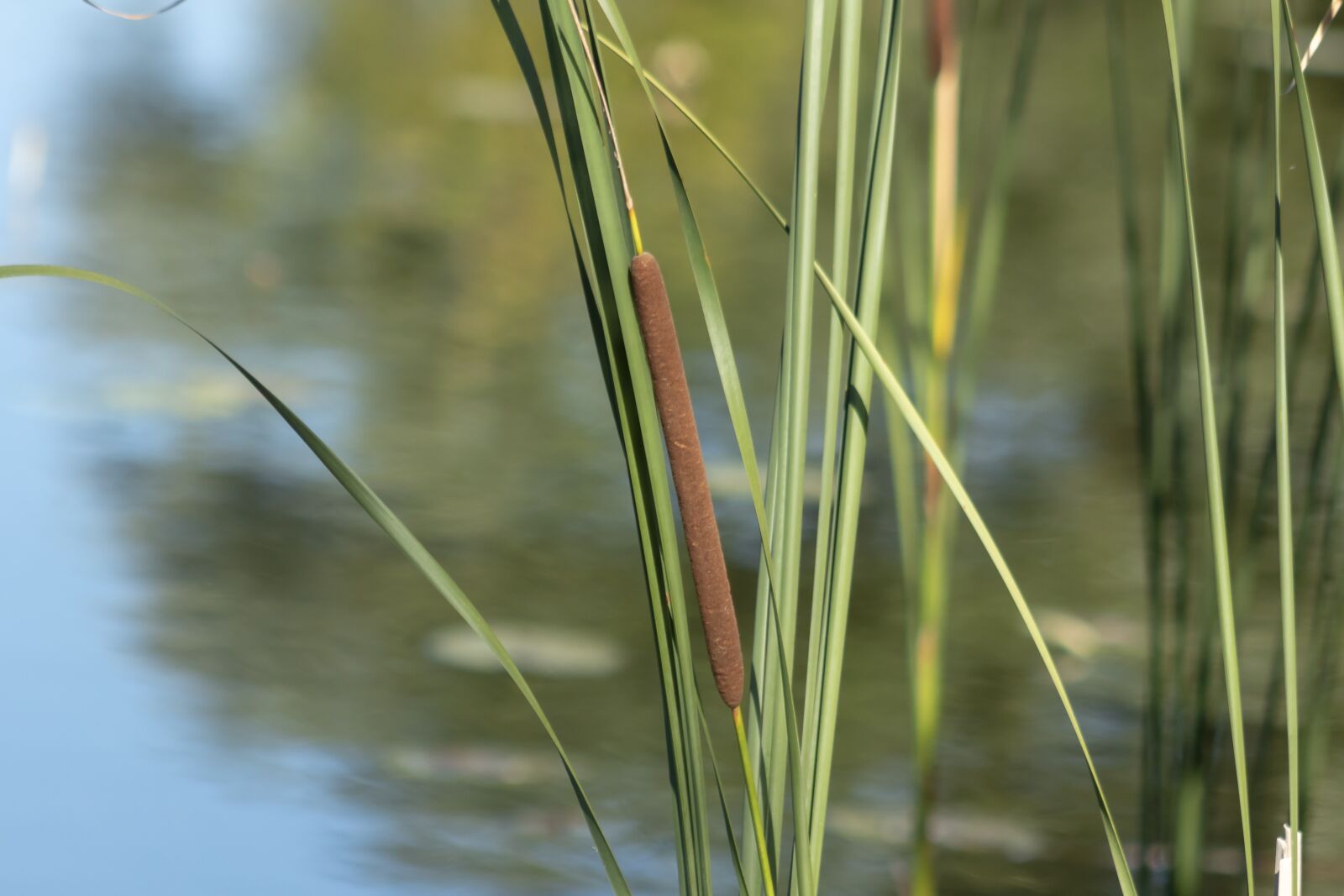 Canon EF75-300mm f/4-5.6 sample photo. Wildflower, mace, sedge photography