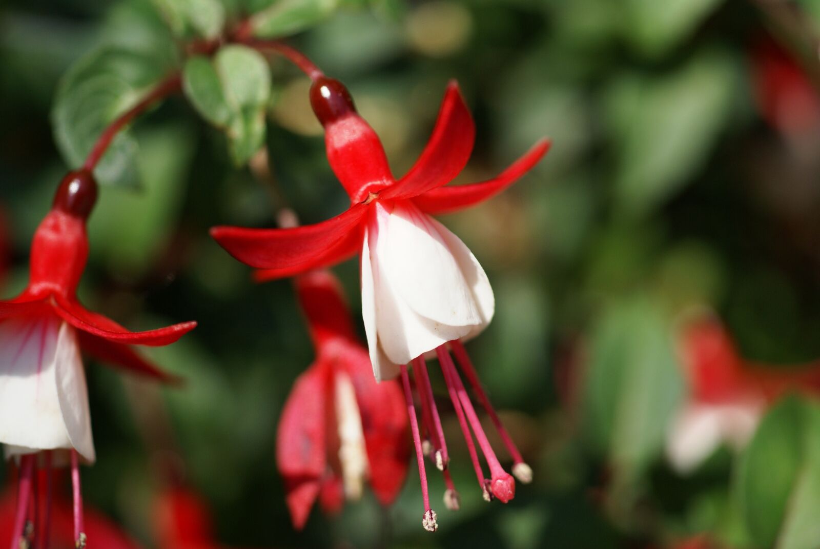 Sony Alpha DSLR-A100 sample photo. Flower, blossom, garden photography