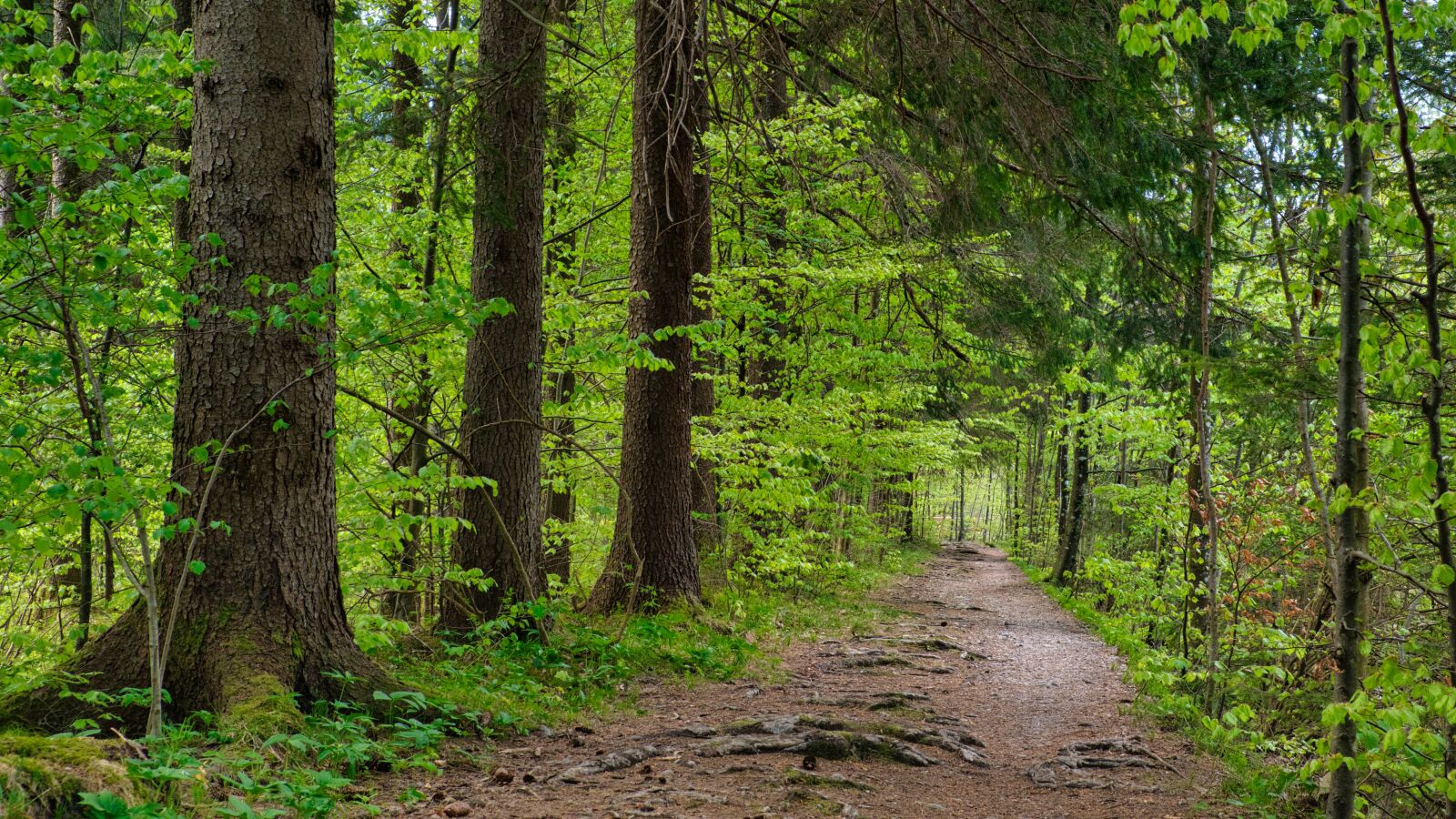 Nikon D7500 sample photo. Forest, away, forest path photography