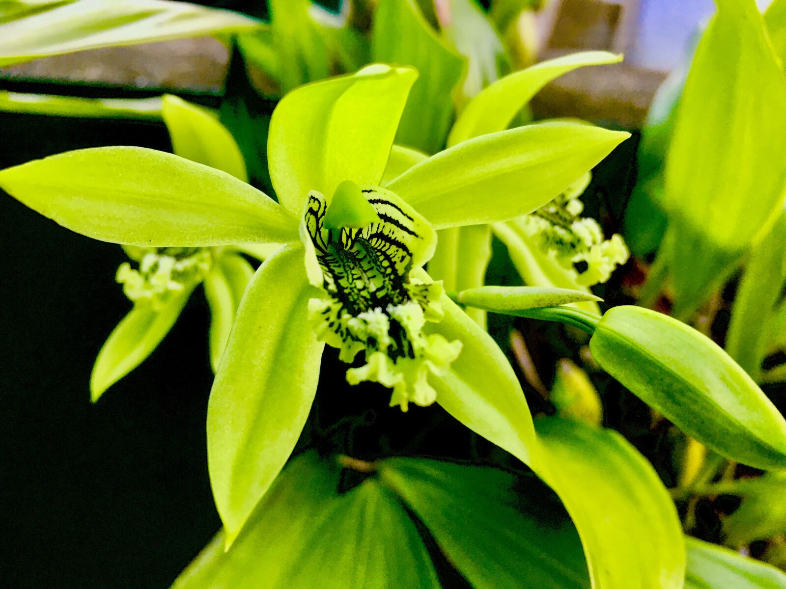 Apple iPhone 6s sample photo. Orchids, colors, flowers photography
