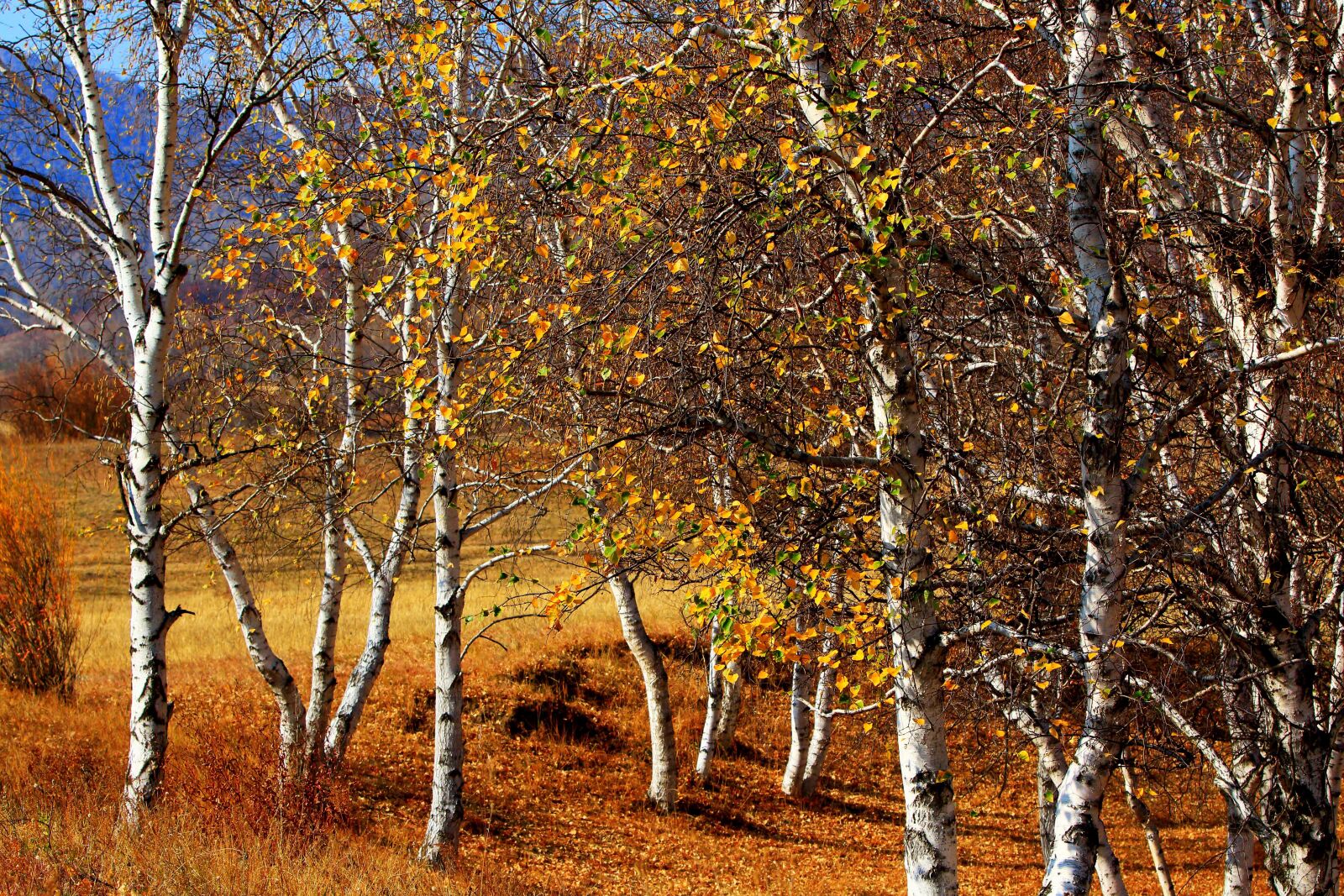 Canon EOS 70D sample photo. Autumn, the scenery, golden photography