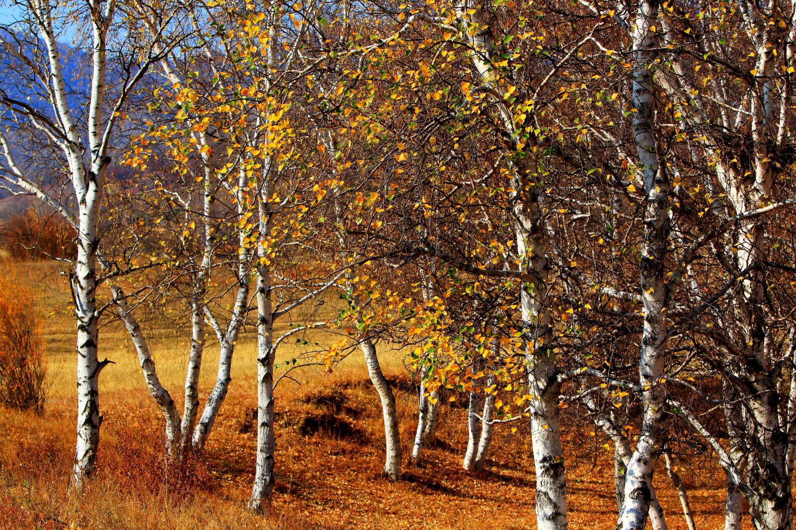 Canon EOS 70D + Canon EF 70-200mm F2.8L IS USM sample photo. Autumn, the scenery, golden photography