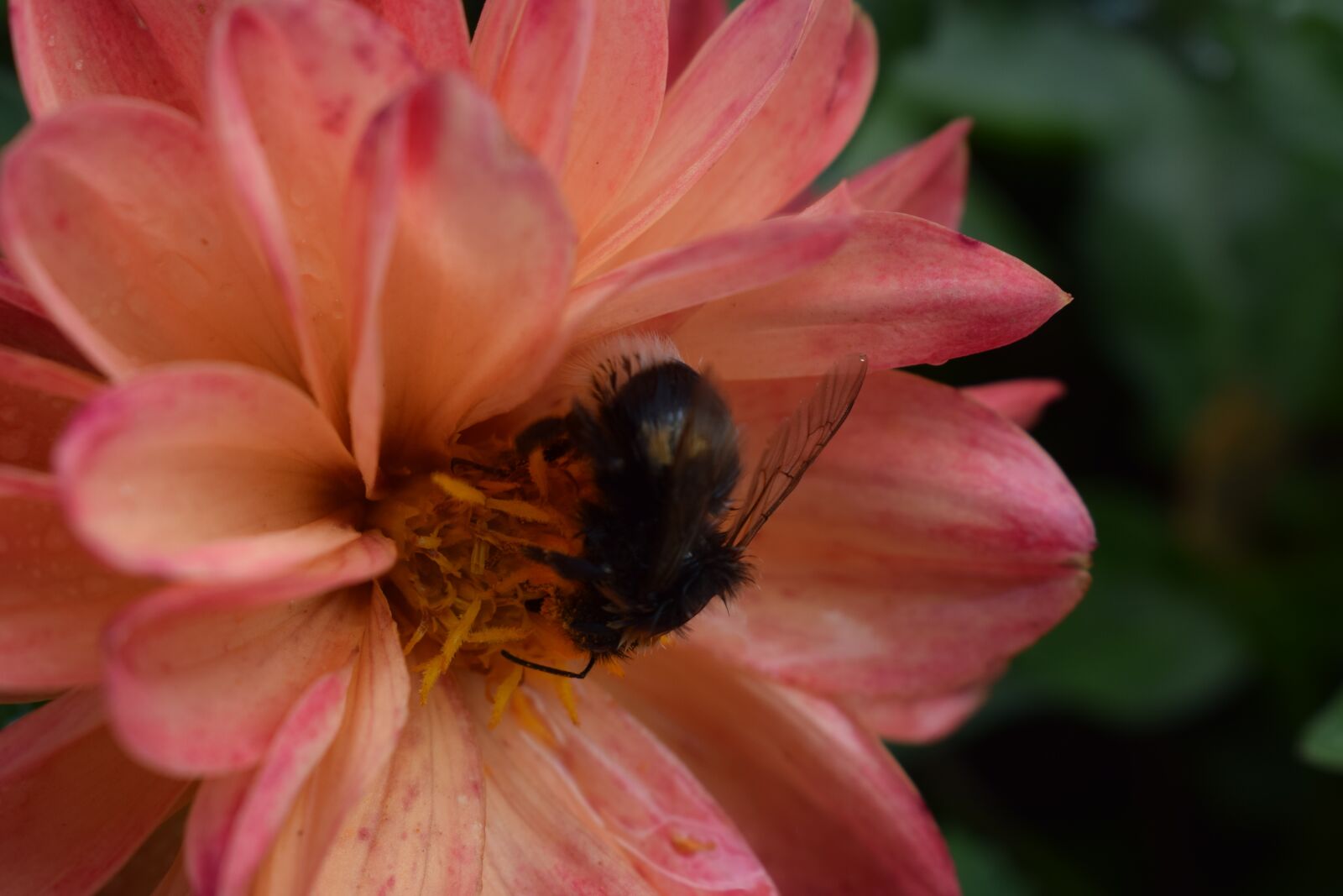Nikon D3300 sample photo. Dahlia, flower, dalia photography