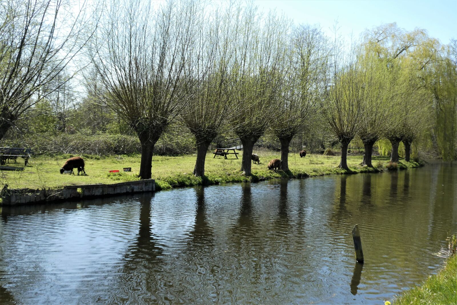 Panasonic Lumix DC-ZS70 (Lumix DC-TZ90) sample photo. Polder, spring, sheep photography