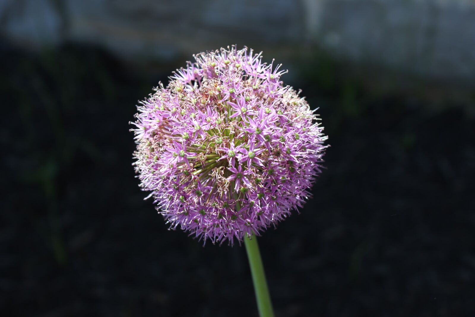Canon EOS 600D (Rebel EOS T3i / EOS Kiss X5) sample photo. Allium, onion flower, flower photography