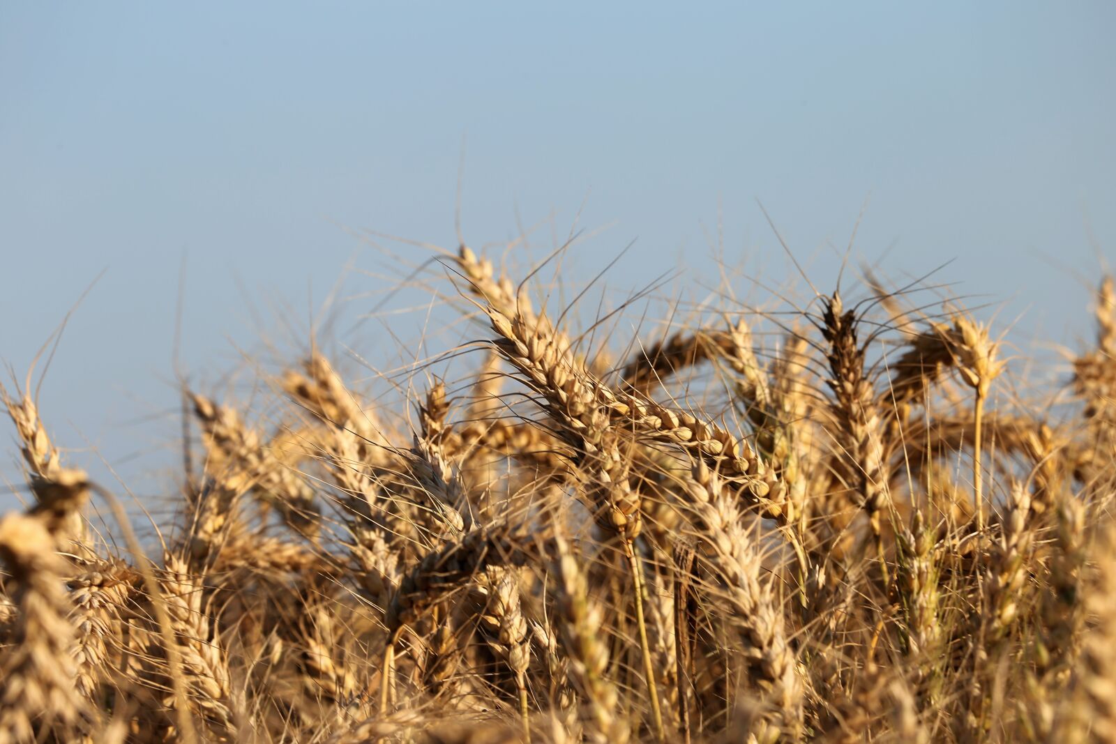 Canon EF 70-300 F4-5.6 IS II USM sample photo. Agriculture, wheat, cereals photography