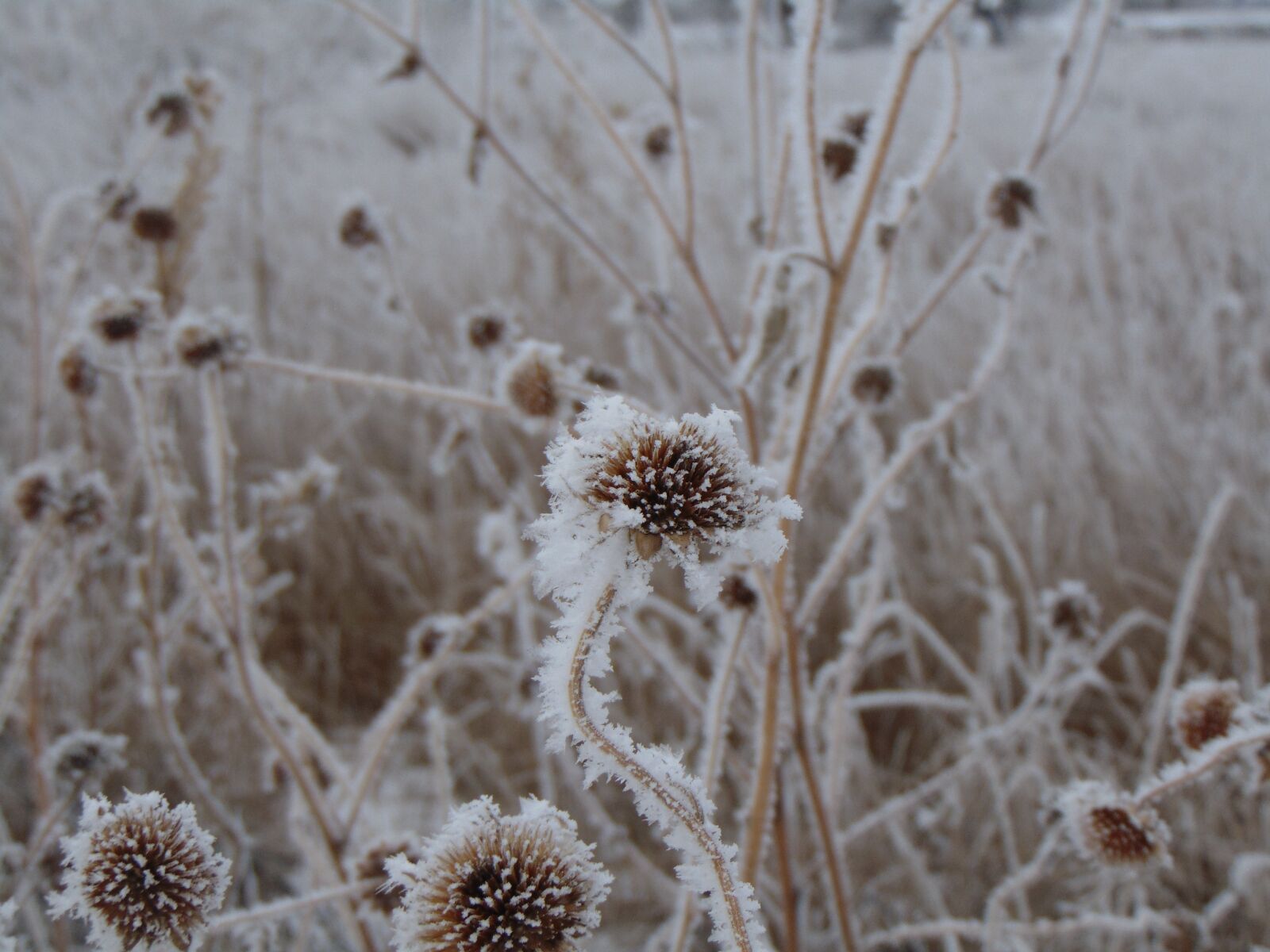 Sony Cyber-shot DSC-H300 sample photo. Flower, winter, ice photography