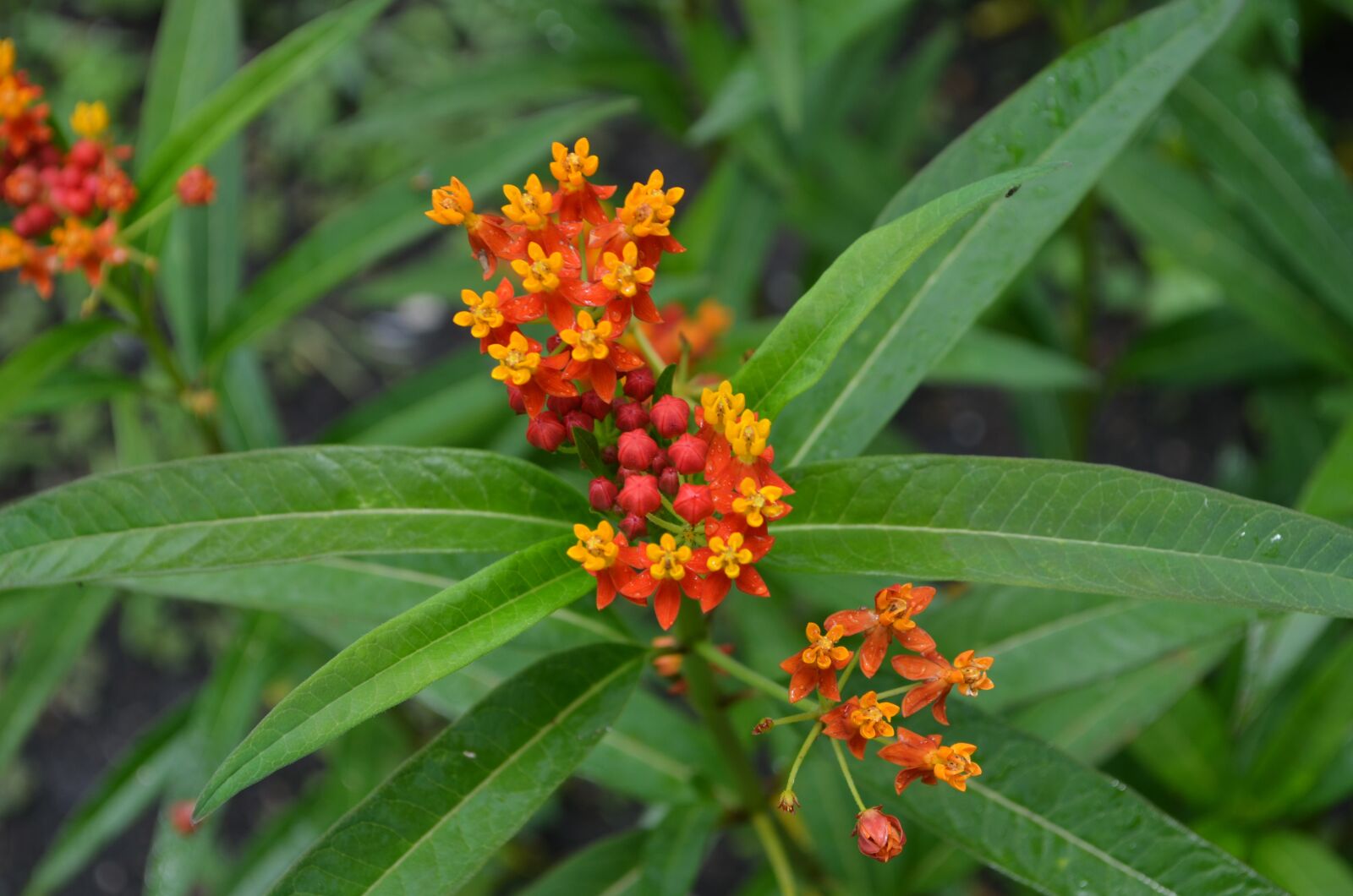 Nikon D5100 sample photo. Flower, orange, blooming photography