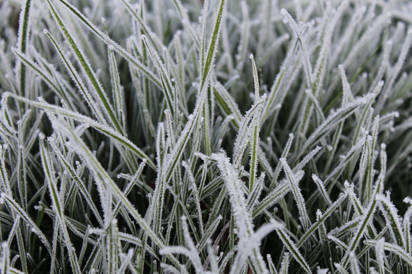 Canon EOS 1100D (EOS Rebel T3 / EOS Kiss X50) sample photo. Grass, frost, background photography