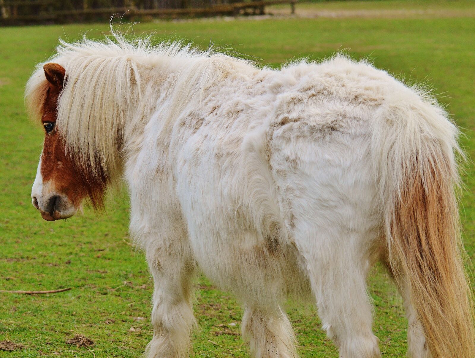 Nikon D3200 sample photo. Pony, wildpark poing, white photography