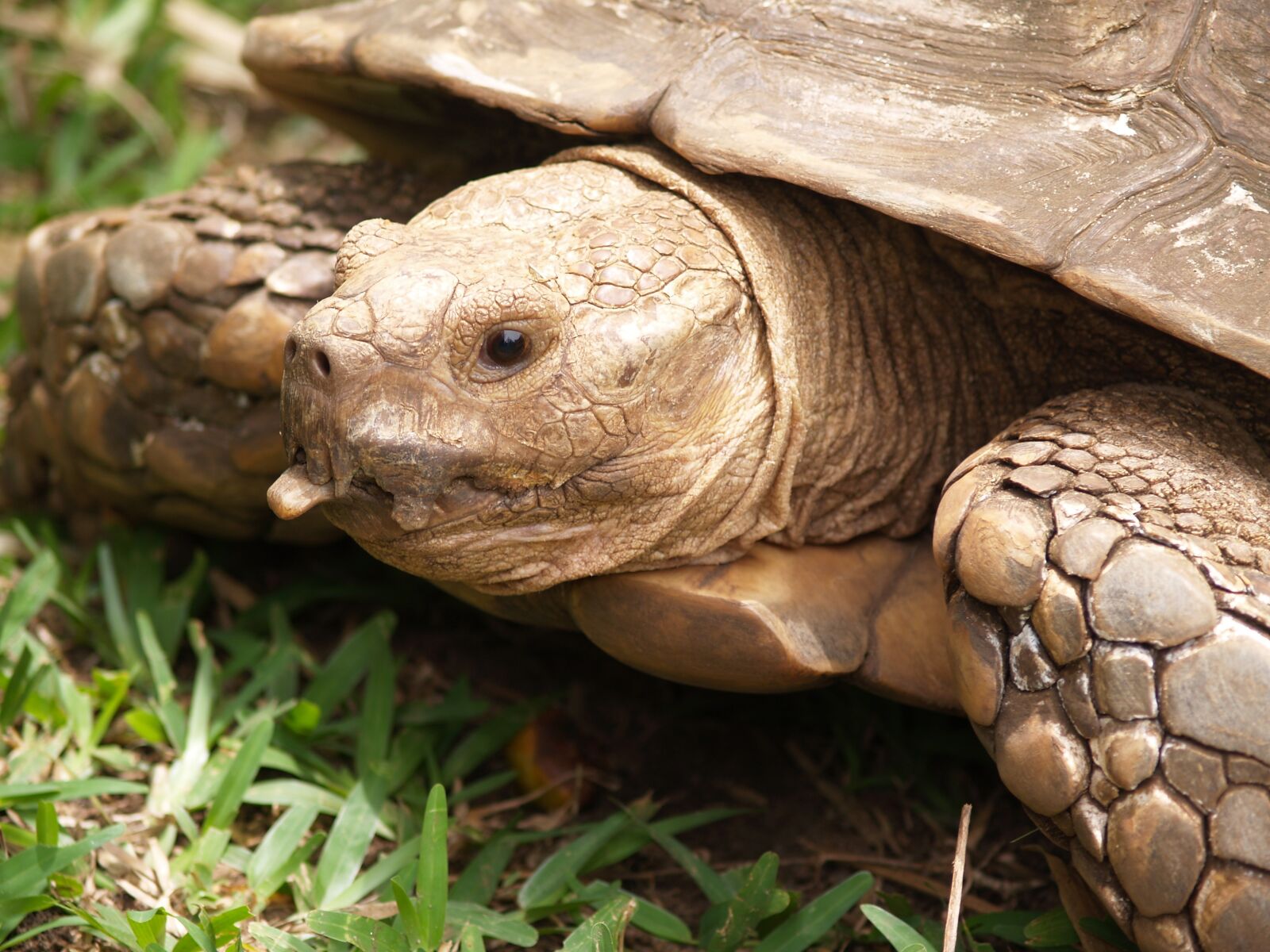 Olympus E-300 (EVOLT E-300) sample photo. Turtle, carapace, tortie photography