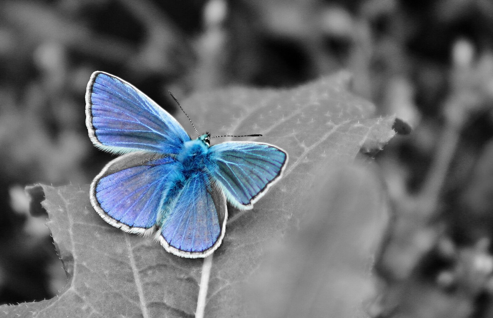 Canon EOS 650D (EOS Rebel T4i / EOS Kiss X6i) sample photo. Macro nature, butterfly, summer photography
