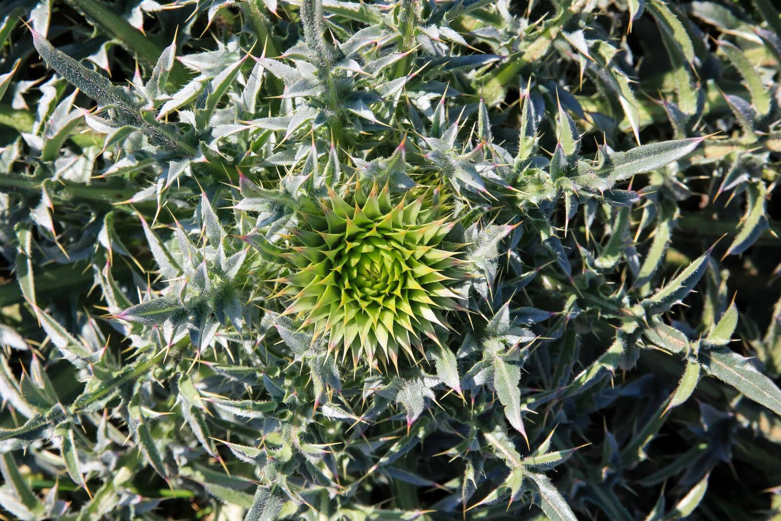 Canon EOS 1100D (EOS Rebel T3 / EOS Kiss X50) sample photo. Summer, plant, green leaf photography