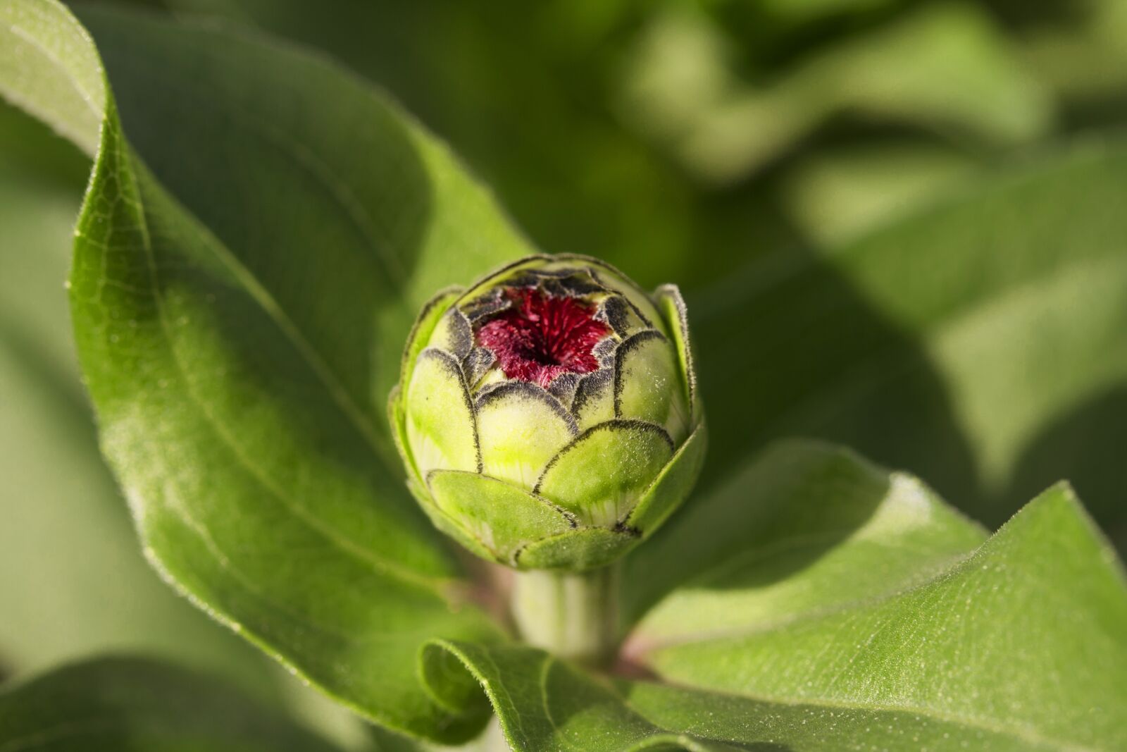 Canon EF-S 60mm F2.8 Macro USM sample photo. Flower, nature, plant photography