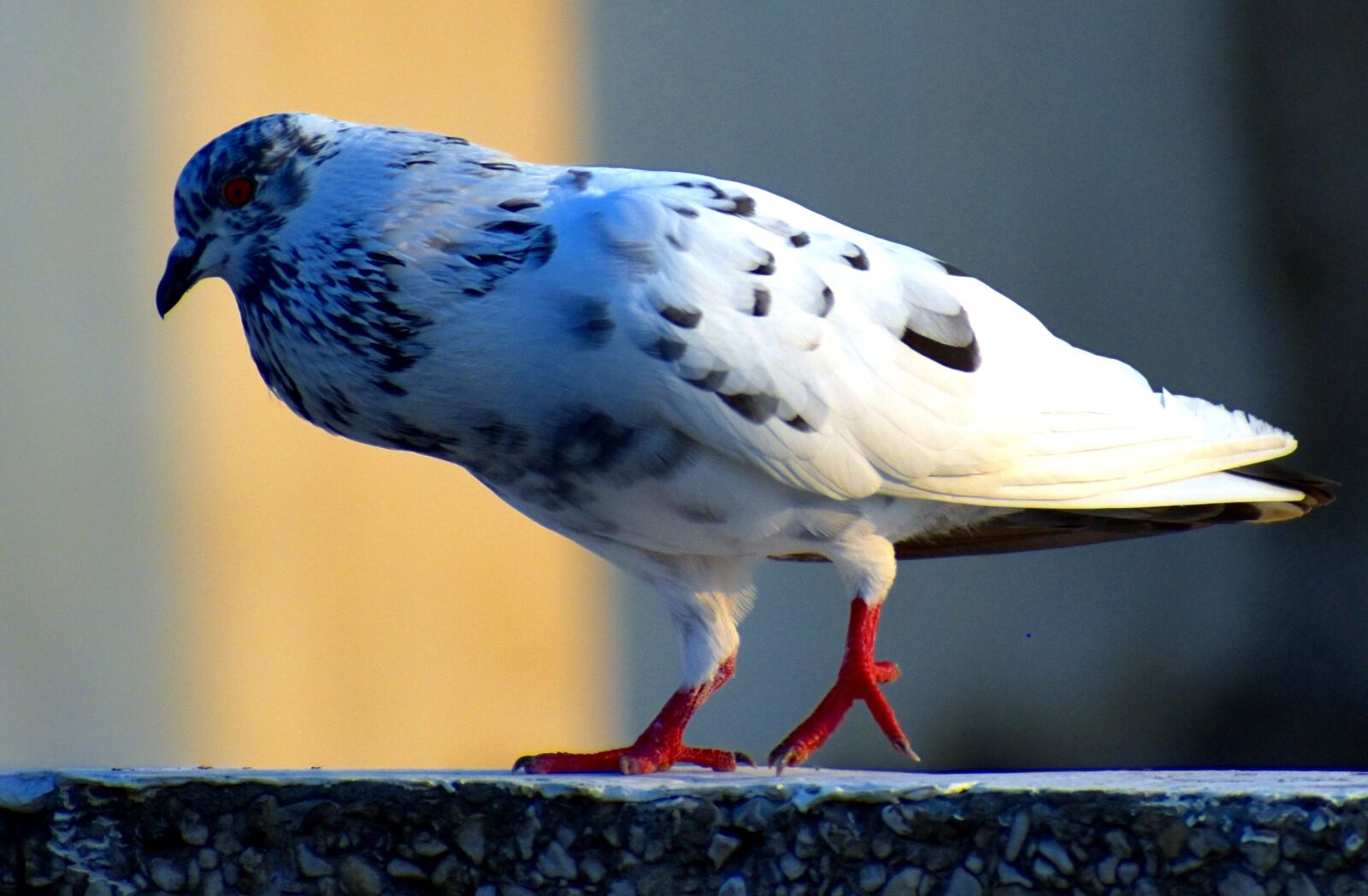 Nikon D5600 sample photo. White pigeon, bird, feral photography